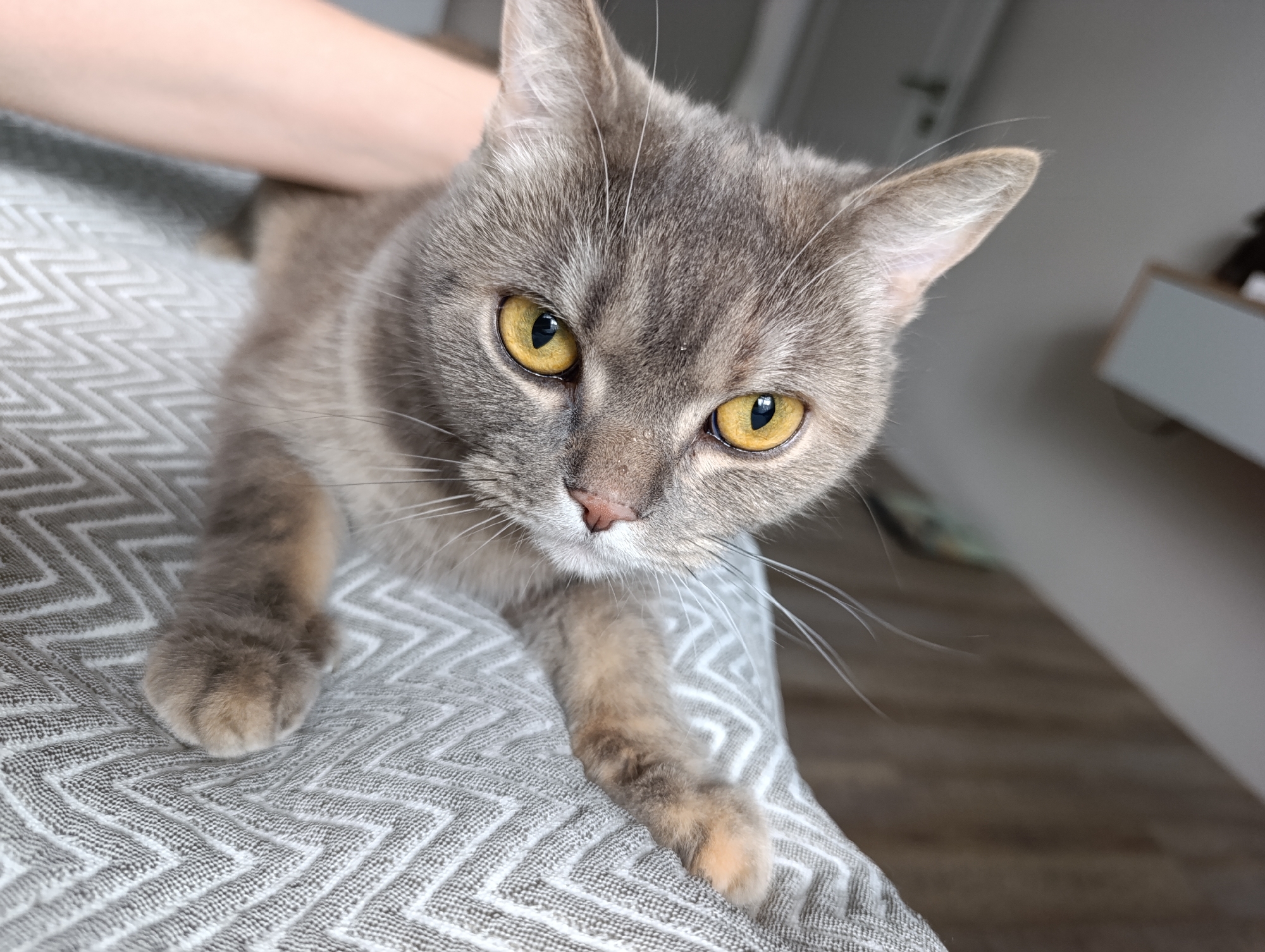 A medium close-up shot captures a gray cat with golden eyes. The cat is lying on a gray and white patterned surface, possibly a piece of furniture. A person's hand is visible near the cat's back, suggesting petting or interaction. The background shows a blurred room interior with a white wall and door frame, along with a partially visible white cabinet. There is no information about the location, city, or country in this image.