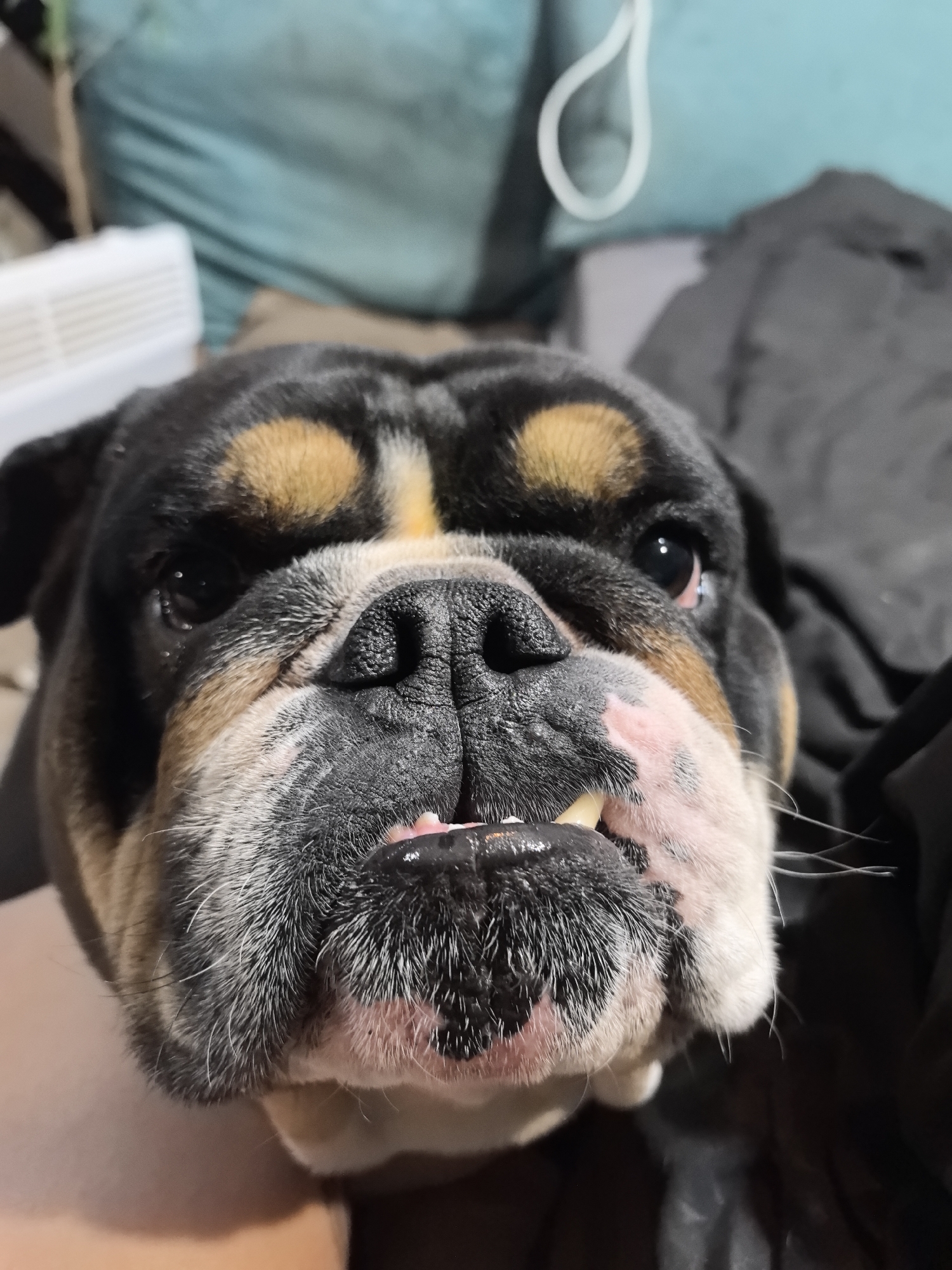 A close-up, head-on shot captures a bulldog, likely in an indoor setting in Noviy, Russia. The dog's face fills the majority of the frame, showing its distinctive features in detail. It has a short, black coat with prominent tan markings above its eyes and on its cheeks, and white fur around its snout and chin. Its dark eyes are looking directly at the viewer, appearing curious or relaxed.
The dog's characteristic brachycephalic (short-nosed) features are evident, with a wrinkled snout and a noticeable underbite, revealing some lower teeth. Pink skin is visible around its mouth and nose, interspersed with black and white whiskers.
In the blurred background, a light blue or teal fabric is visible on the left side, possibly a blanket or cushion. A white, rectangular object with horizontal vents, resembling a fan or air purifier, is partially visible behind the dog's head on the left. On the right, dark fabric, likely another blanket or piece of furniture, completes the domestic setting. The lighting suggests an indoor environment, but the specific time of day is not discernible. No text is visible in the image.