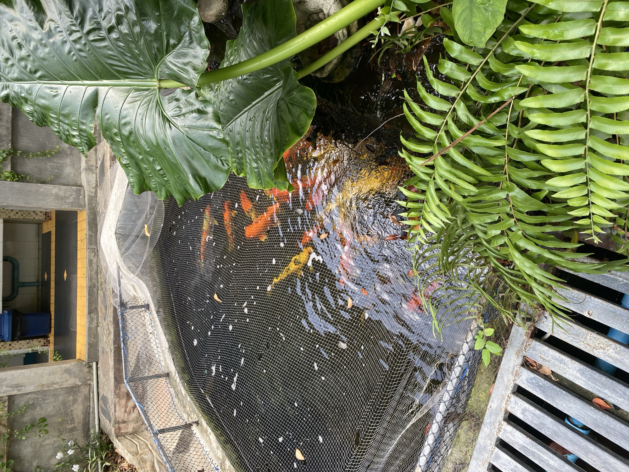 The image depicts an outdoor koi pond situated in ตำบลเกาะพะงัน, Thailand. The pond is covered by a white net to protect the fish. Numerous koi fish, predominantly in shades of orange and yellow, are visible swimming within the dark water. Lush green foliage, including large-leafed plants and ferns, surrounds the pond, with one large leaf prominently positioned in the foreground. To the left of the pond, a metal grate covers a drainage area. In the background, a concrete structure and a blue trash bin suggest the presence of a public or utility area. The environment appears to be humid and tropical, consistent with the location.