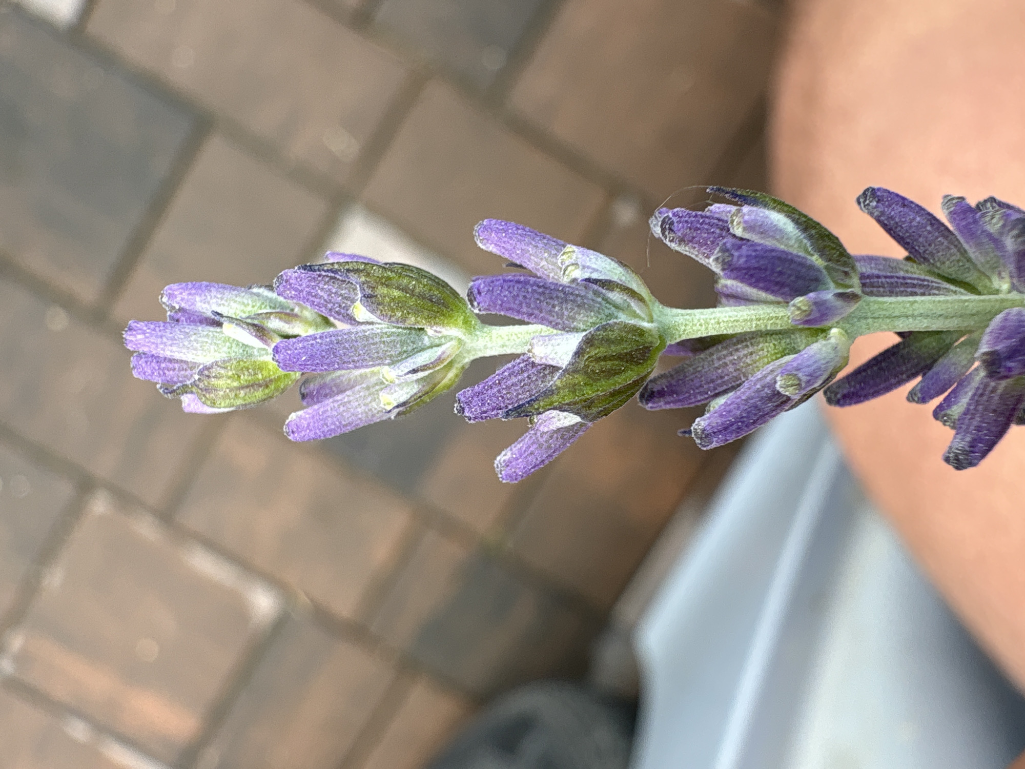 The image is a close-up, vertical shot of a lavender flower stem. The flower is in focus, displaying its purple florets and green calyxes. The stem is green and appears fuzzy. The background is blurred, showing a textured surface resembling paving stones in shades of brown and gray. A portion of a person's leg, with visible skin tone and texture, is present in the lower right corner. There is a gray object in the upper left background. The scene is likely outdoors, possibly in a garden or patio area. The location in the city of Drożki, Poland, is not discernible from the image itself.