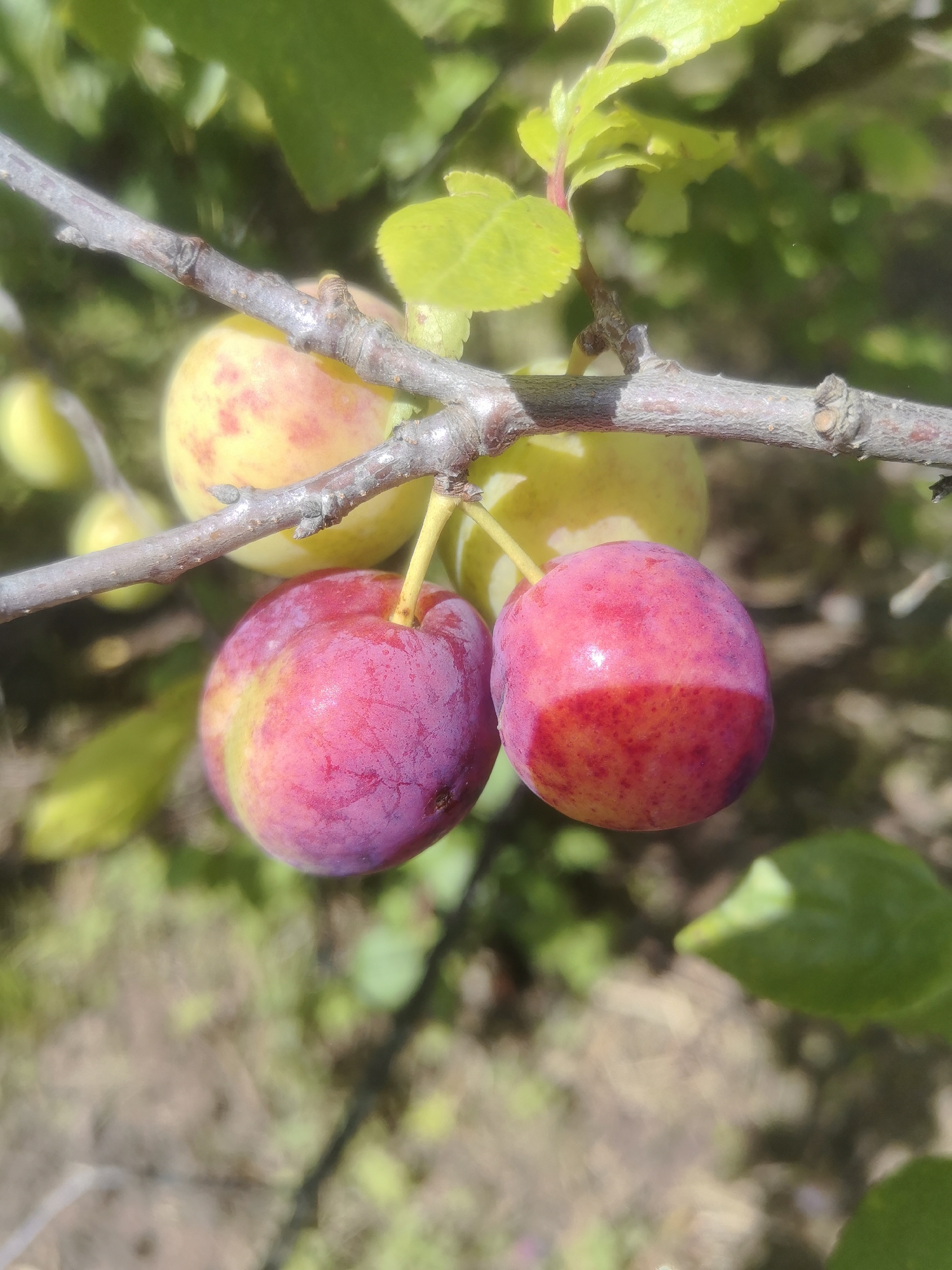 The image displays a close-up view of a plum tree branch bearing ripe fruit. Two prominent, dark pink to purplish plums are in the foreground, with a lighter, yellowish-red plum visible behind them. The plums are round and appear to be partially shaded, with sunlight highlighting their smooth skin. The branch itself is rough and brown, with small buds. Green leaves are present in the background, some in sharp focus and others blurred, suggesting a shallow depth of field. The ground below is out of focus, appearing as a mix of brown and green. The overall impression is of a natural outdoor setting, likely a garden or orchard, given the presence of fruit-bearing trees. The image does not contain any discernible urban elements or landmarks that would specifically place it within the city of Kashino, Russia. It is a still life composition focused on the fruit and its immediate surroundings on the tree.