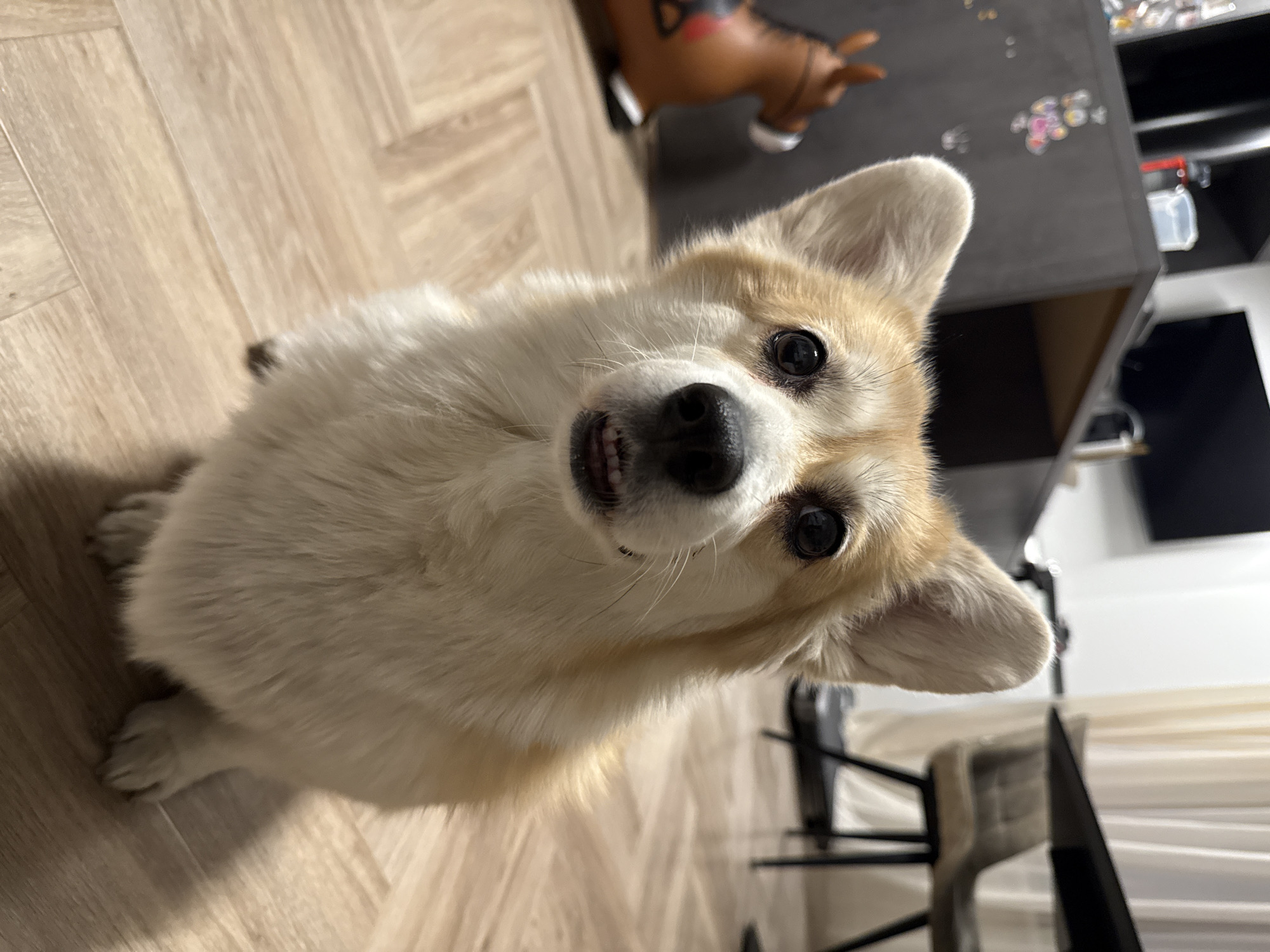 The image is a close-up, high-angle view of a corgi dog. The dog is sitting on a light-colored, wood-patterned floor. The background shows a portion of a room, including a brown toy horse, a dark-colored cabinet with some items on top, and a dining area with chairs and light-colored curtains. The location is not identifiable as being in Krasnoyarsk, Russia.