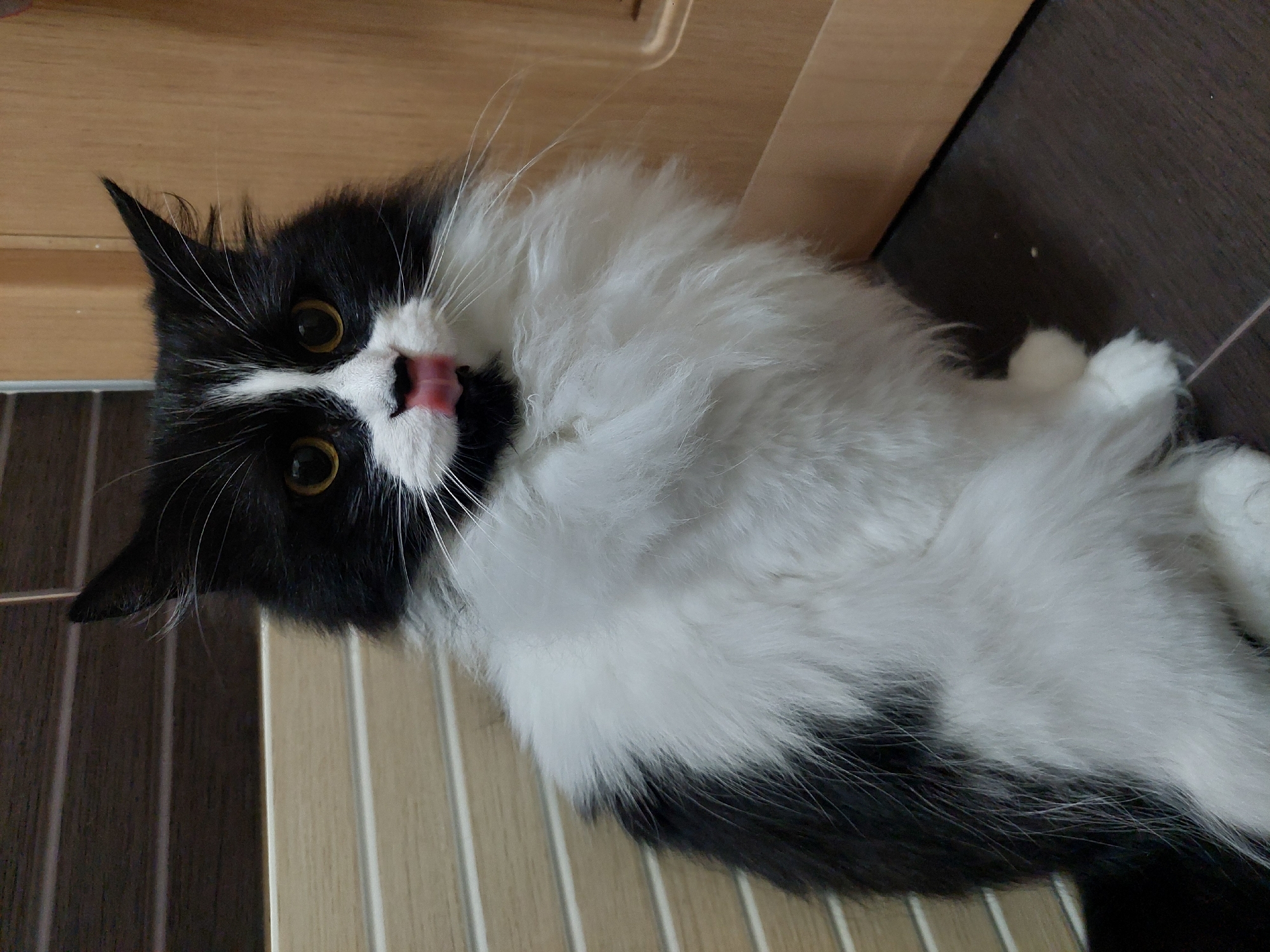 A black and white cat is lying on its side on a floor with light-colored vertical slats and dark wood flooring. The cat is sticking out its tongue. Part of a wood cabinet is visible in the background. The location is not identifiable as Plovdiv, Bulgaria from the provided image.