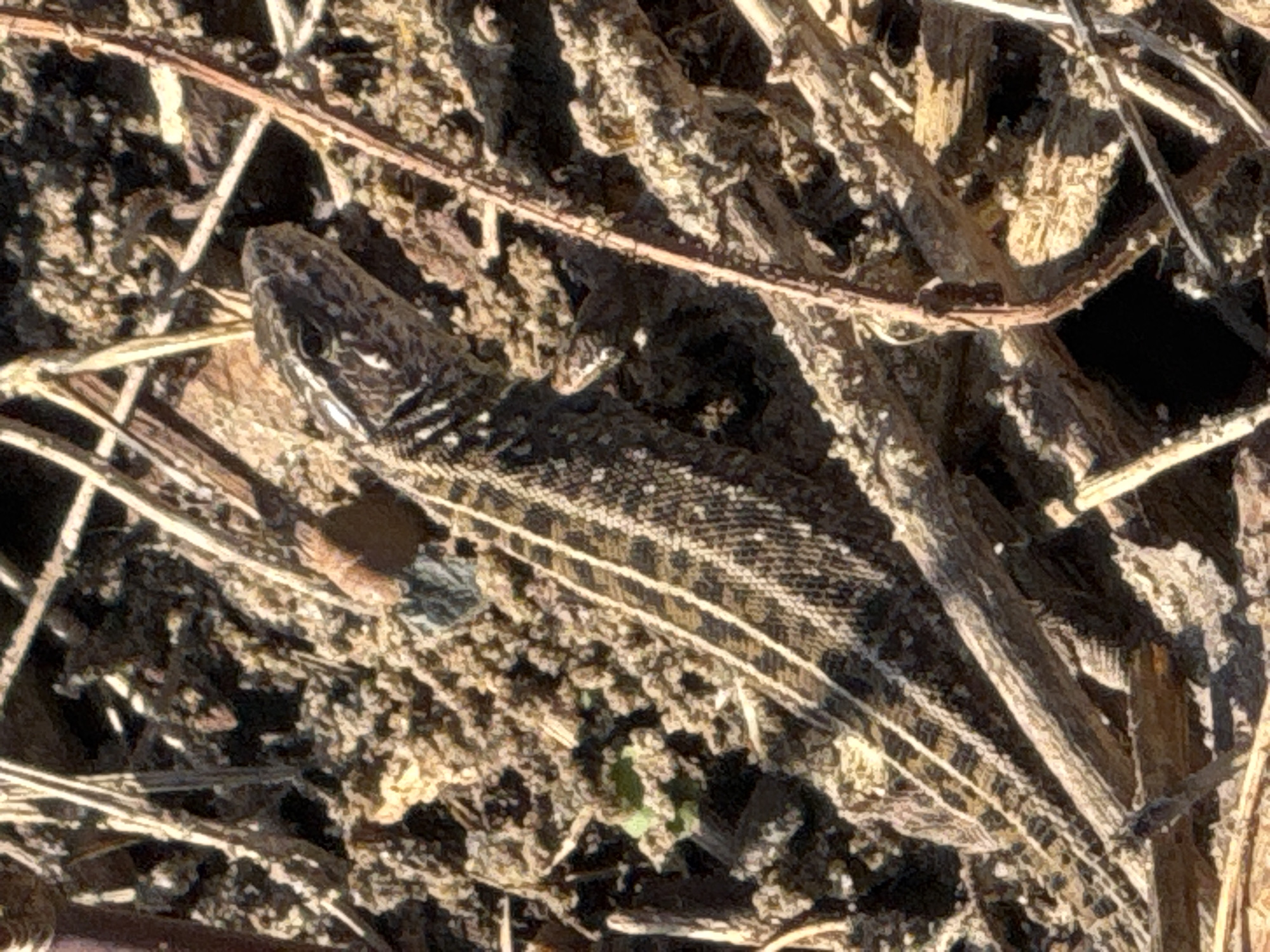 The image shows a lizard camouflaged amongst dry twigs and soil. The lizard is dark in color with lighter stripes running lengthwise along its body. The background consists of dry vegetation, twigs, and dirt, providing effective camouflage for the lizard. The location, Chaikovsky, Russia, cannot be confirmed from the visual information provided.