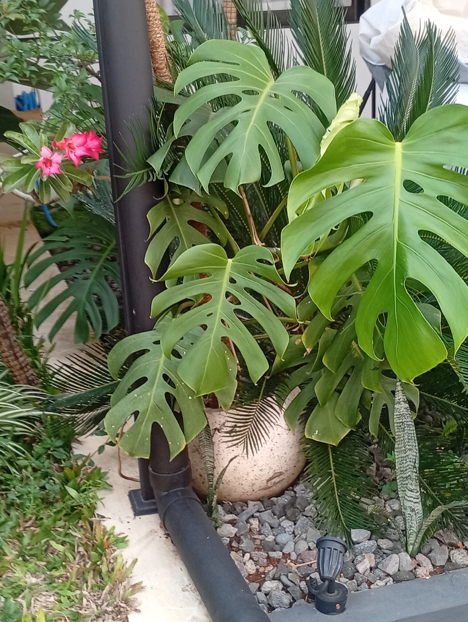 The image depicts a close-up view of a collection of plants in an outdoor setting, likely a garden or patio, in Kemang, Indonesia. Prominently featured is a large Monstera plant with its characteristic fenestrated leaves, alongside a smaller snake plant and other foliage. A black pipe, possibly part of a drainage system or conduit, runs horizontally across the lower portion of the frame, adjacent to a gravel-covered ground. A small outdoor spotlight is visible on the right side of the image. The background suggests a residential or commercial area, with hints of structures and other greenery. There are no people or animals visible in the scene.