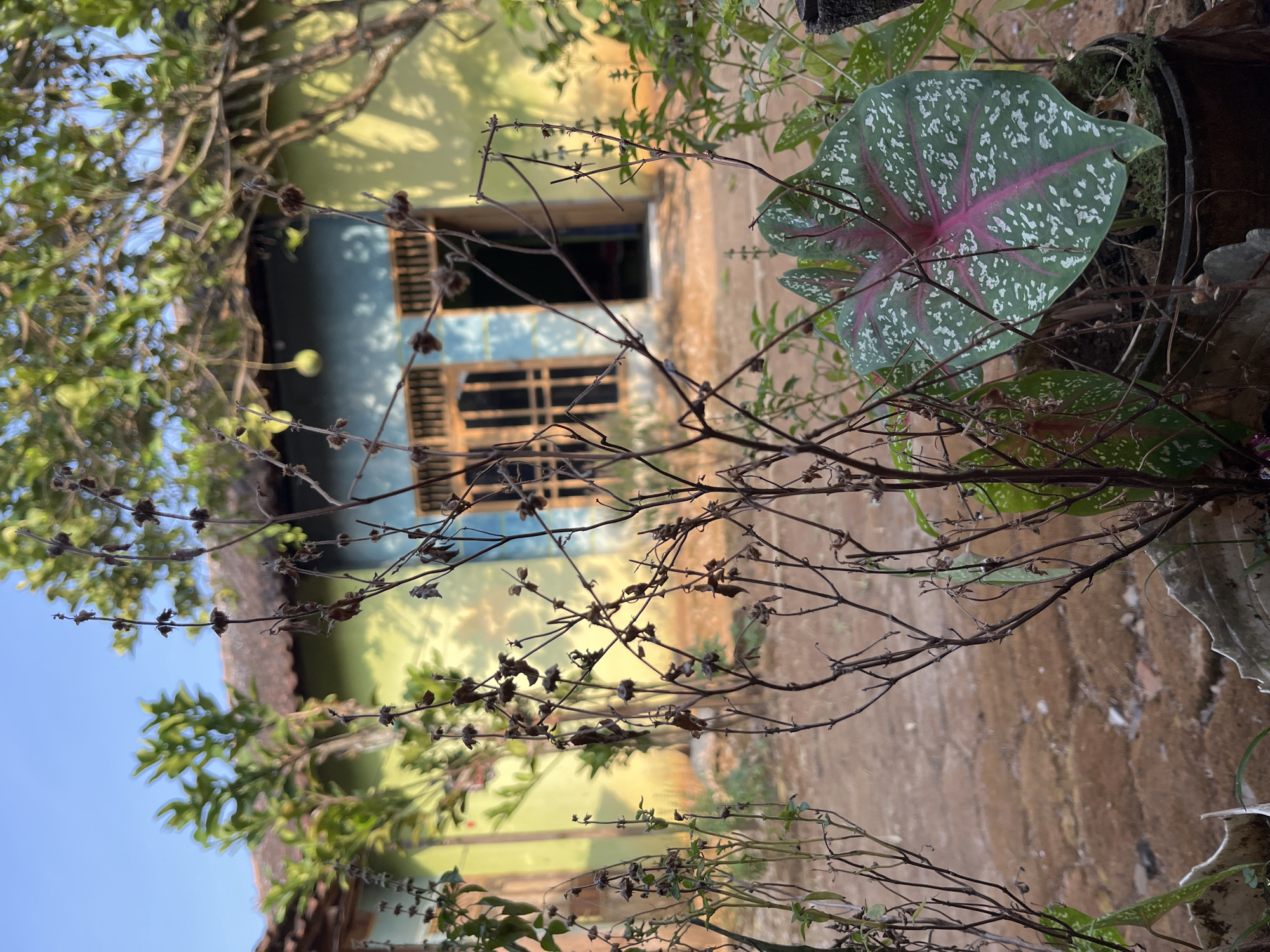 In Glagah Kulon, Indonesia, an outdoor scene unfolds with a weathered house as the backdrop. The house, painted in shades of lime green and turquoise, features wooden-framed windows and an open doorway revealing a dark interior. In front of the house, the ground is covered in reddish-brown dirt and gravel. The foreground is dominated by a collection of plants, with a prominent caladium plant showcasing its large, heart-shaped leaves patterned in green, white, and deep pink. Surrounding the caladium are several dry, twiggy plants with small, brown seed pods, creating a contrast with the vibrant foliage. Trees with green leaves are visible behind the house, with a single green fruit hanging from one branch. The sky above is a clear, bright blue.