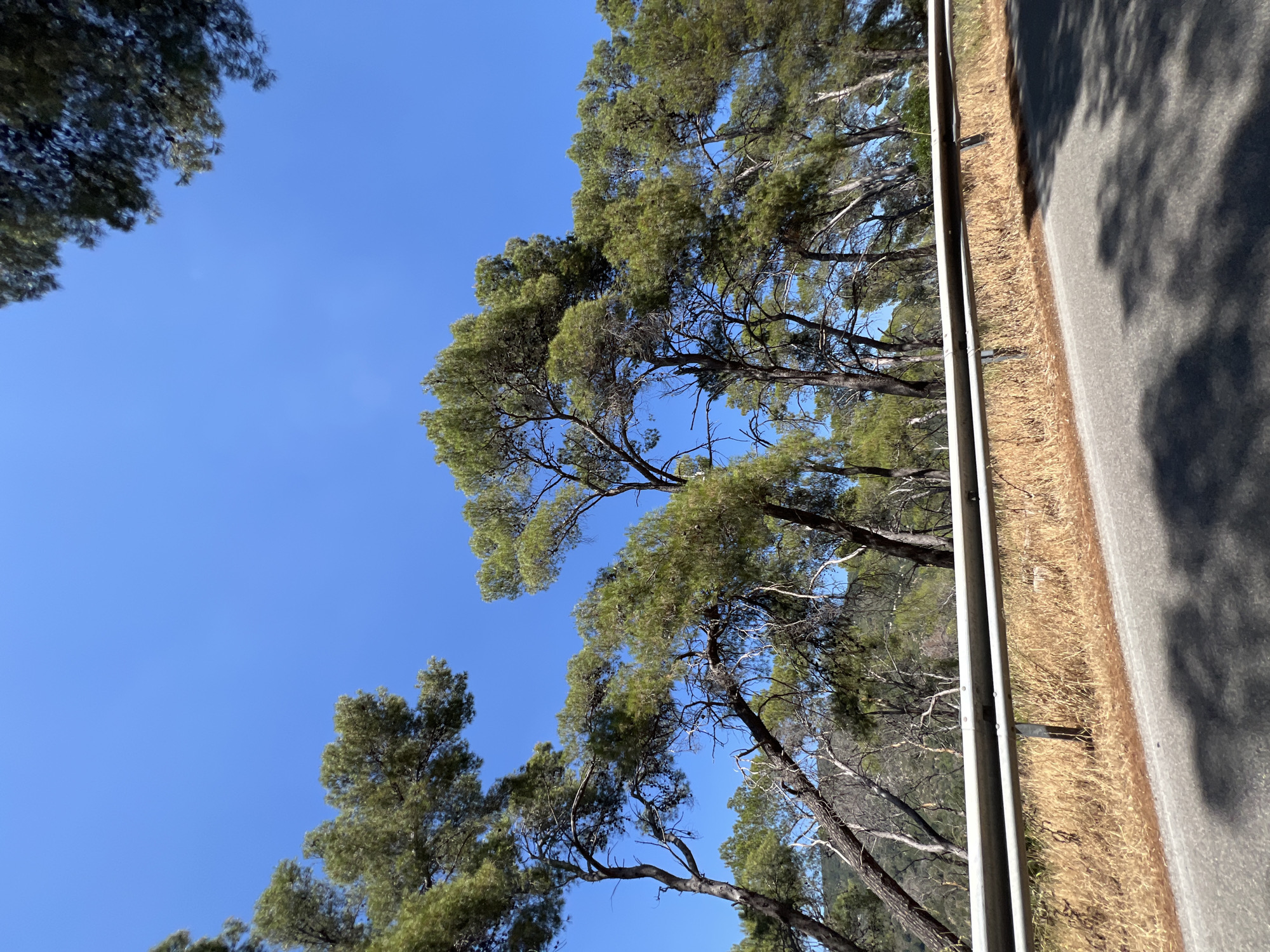 The image depicts a scenic view of trees and a road in Mattinata, Italy. The foreground features an asphalt road with shadows of trees cast upon it, suggesting a sunny day. A metal guardrail runs along the side of the road, separating it from a dry, grassy embankment. Behind the guardrail, a dense cluster of pine trees with green foliage dominates the midground. The trees are tall and appear to be leaning slightly, their branches reaching towards the clear blue sky. In the background, a hilly landscape can be seen, sparsely covered with more trees and vegetation. The sky is a vibrant, cloudless blue, characteristic of a Mediterranean climate. There are no people or animals visible in the image. The overall impression is one of a natural, roadside environment in a Mediterranean coastal town.