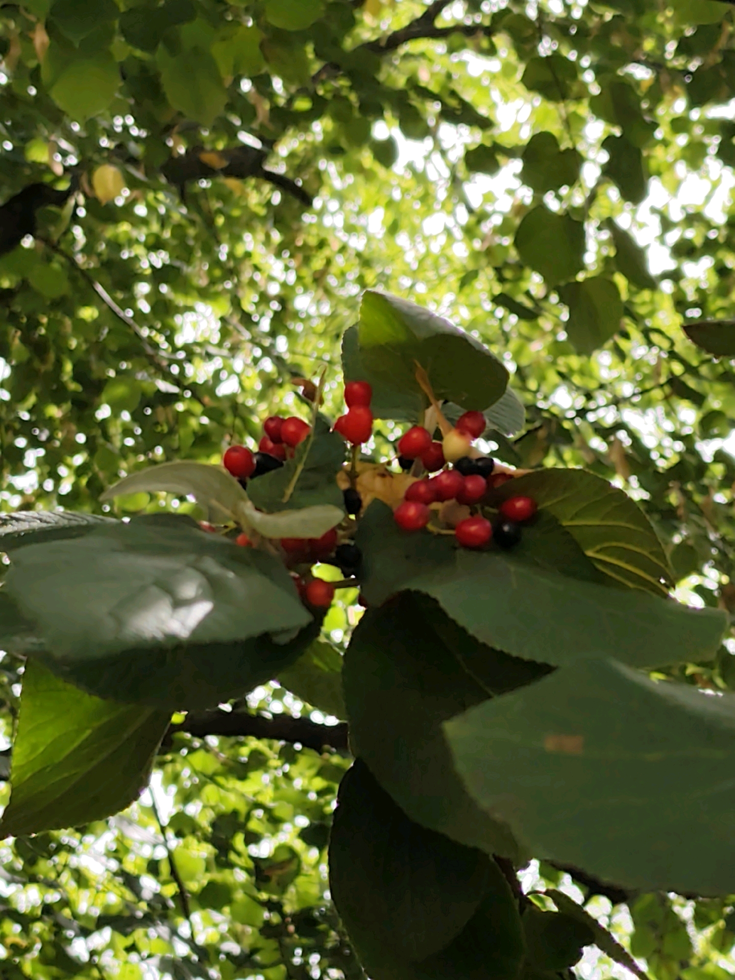In Prague, Czechia, a close-up, low-angle shot captures a cluster of small, ripe cherries and some unripe black berries hanging from a branch. The fruits are a vibrant red and dark black, nestled amongst lush green leaves. The background is a soft blur of more green foliage and dappled sunlight, suggesting an outdoor setting, possibly a garden or park. The focus is sharp on the fruits and their immediate leafy surroundings, with the rest of the scene gently out of focus.
