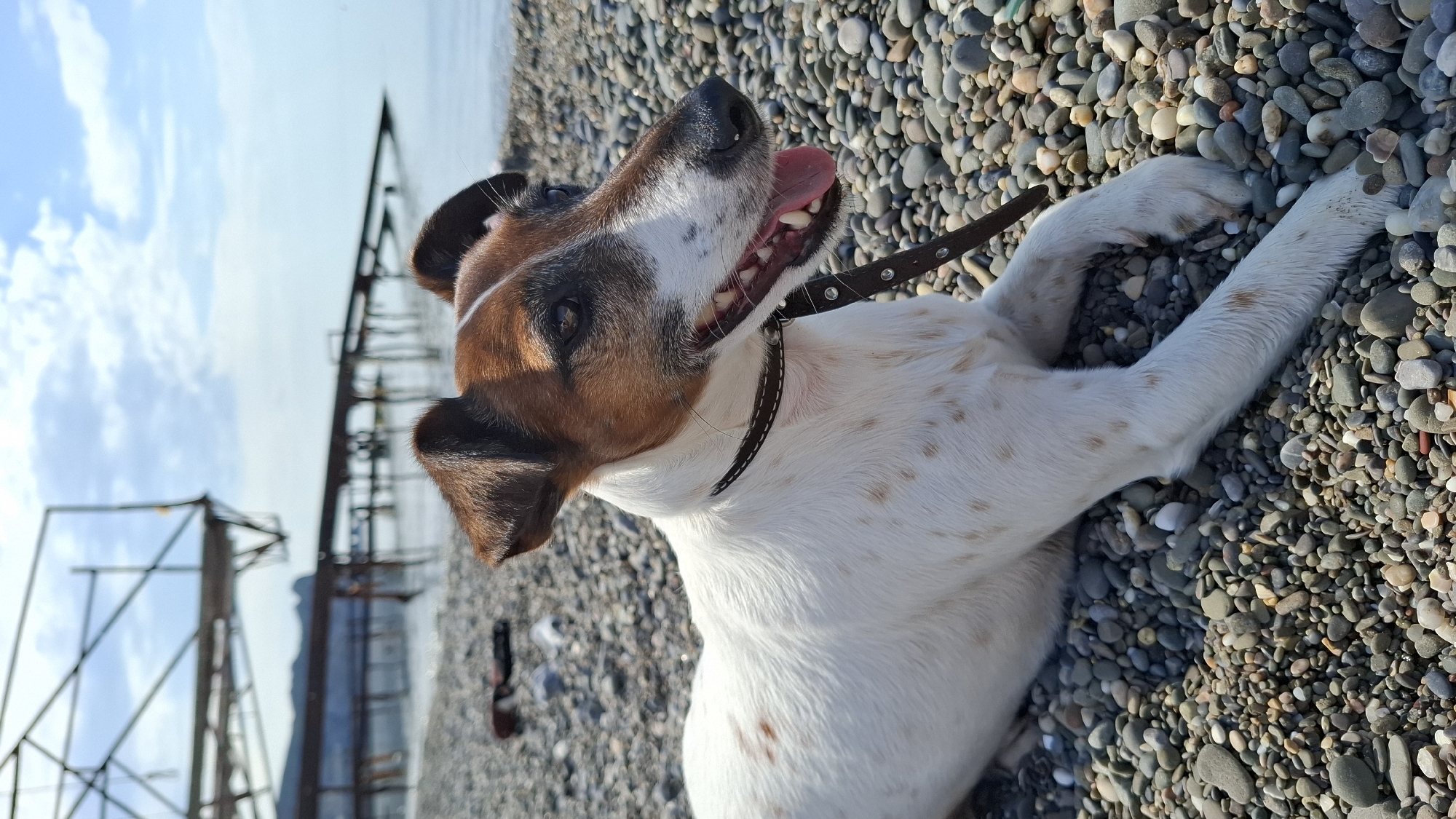 A medium shot, taken from a low angle, depicts a white and tan Jack Russell Terrier dog, wearing a black collar, lying on its back amidst a pebble-covered beach. The dog is positioned on its back, with its tongue lolling out. The backdrop features a metal structure silhouetted against a bright sky, and a mountain or hill. The scene is bathed in bright daylight.