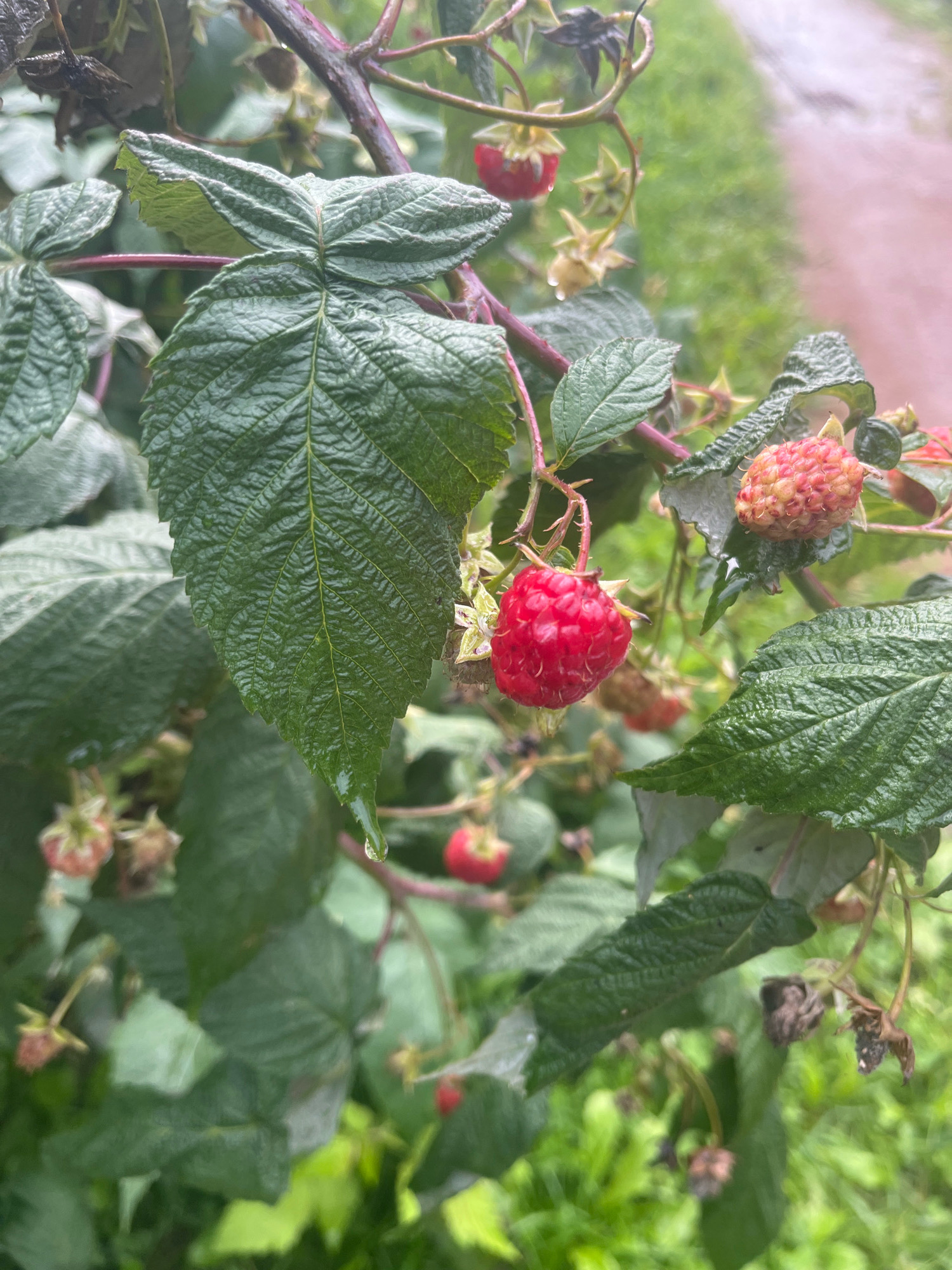 A close-up shot of a raspberry bush shows several ripe and unripe berries, some with water droplets on their surfaces. Large, green, textured leaves dominate the foreground, with a reddish stem visible. In the background, out of focus, is a path or road, suggesting an outdoor, potentially rural or park-like setting. The overall impression is of a natural, damp environment, possibly after rain. There is no indication of people or any human activity in this image. The location is identified as Vladimirovka, Russia.