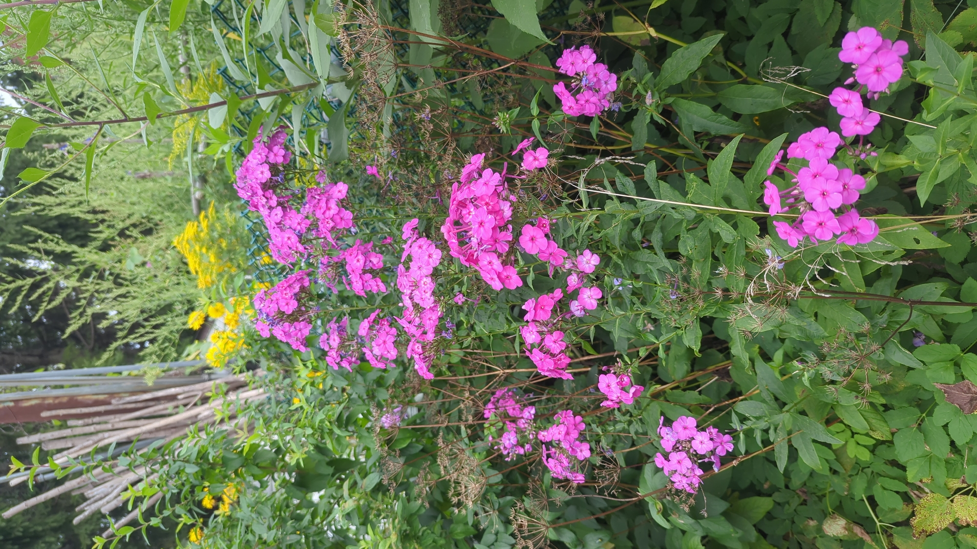 A medium shot captures a cluster of vibrant pink phlox flowers blooming in a garden. The flowers are in various stages of bloom, with some clusters fully open and others still forming. The petals are a rich magenta hue, and the flowers are clustered together on tall stems. Green foliage surrounds the pink flowers, with some of the leaves appearing glossy and others more matte. In the background, there are yellow flowers and tall green plants, as well as a blurry metal fence and some weathered wooden stakes. The overall scene is one of natural beauty and abundance, suggesting a well-tended garden in a semi-urban or suburban setting. The lighting indicates it is daytime, possibly late afternoon, with soft shadows suggesting diffused sunlight. There are no people or animals present in the image. Given the context provided, this scene is located in Montreal, Canada.