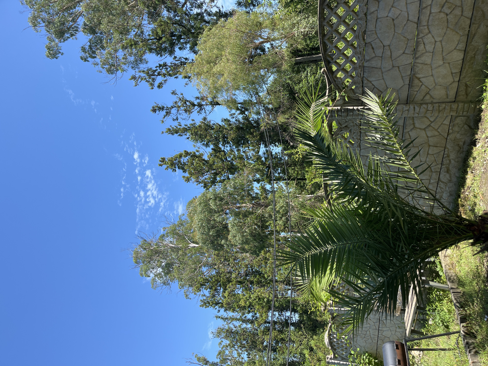 The image depicts a backyard scene in Ureki, Georgia, on a clear, sunny day. A decorative concrete fence, featuring a textured stone pattern on its lower half and a lattice-like design on its upper half, runs across the foreground. In front of the fence, a small palm tree with vibrant green fronds is visible. To the left of the palm tree, a rustic wooden bench sits next to a barbecue grill. The background is dominated by a dense arrangement of tall trees, including what appear to be cypress and eucalyptus varieties, under a bright blue sky with scattered white clouds. Power lines are strung across the upper portion of the scene, in front of the trees. The ground is covered in green grass and some low-lying vegetation.