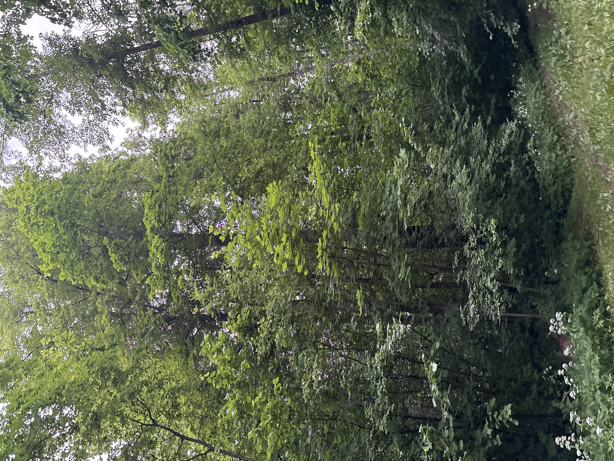 A forest scene in the city of Gorki, Russia, is depicted with lush green trees reaching towards the sky. The foreground is filled with dense foliage and a scattering of small white wildflowers. A deer can be seen partially obscured by the vegetation. The lighting suggests an overcast day.