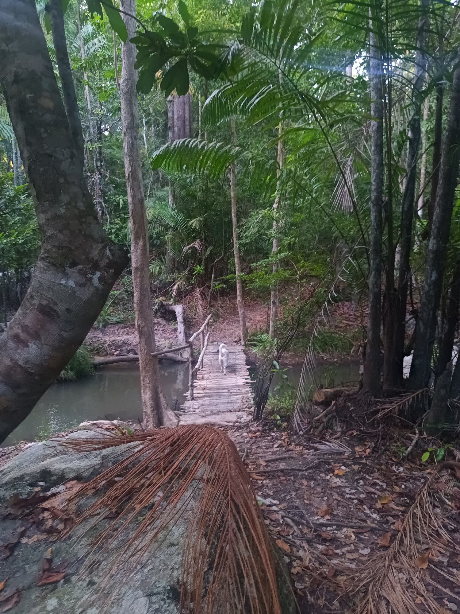 Baan Thong Nang, Thailand: A small, light-colored dog walks across a wooden bridge over a narrow stream. The bridge has simple wooden railings. The area surrounding the stream and bridge is densely vegetated with trees, palms, and fallen leaves. A large tree trunk is visible on the left side of the image, and a fallen palm frond lies in the foreground.