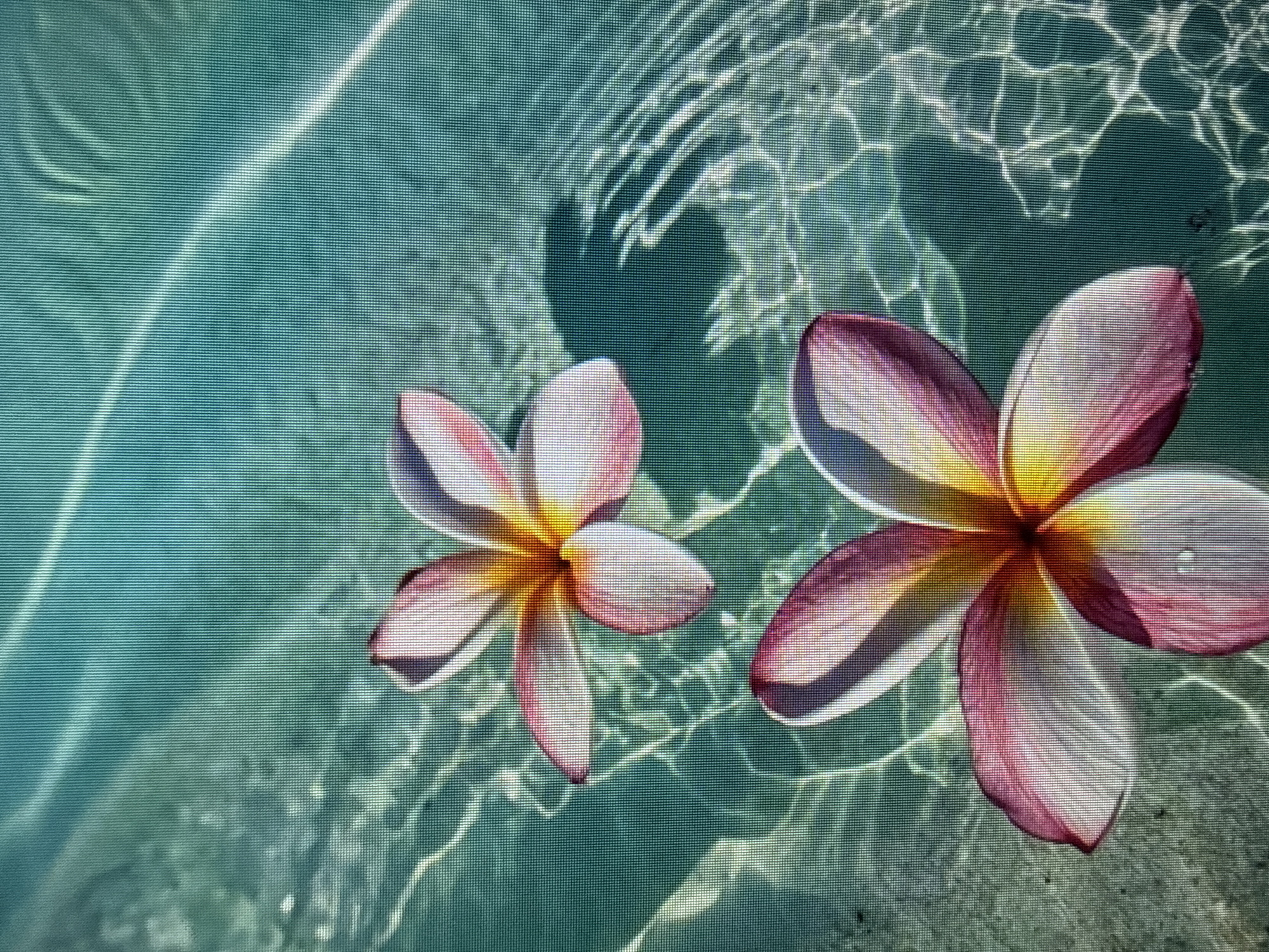 Two plumeria flowers float on the surface of clear, turquoise water. The flowers have five petals each, with white on the outer edges and transitioning to shades of pink and yellow towards the center. The water is clear, with visible ripples and light refractions creating patterns on the surface and the sandy bottom below. The scene appears tranquil and serene. The location is Unknown, Unknown.