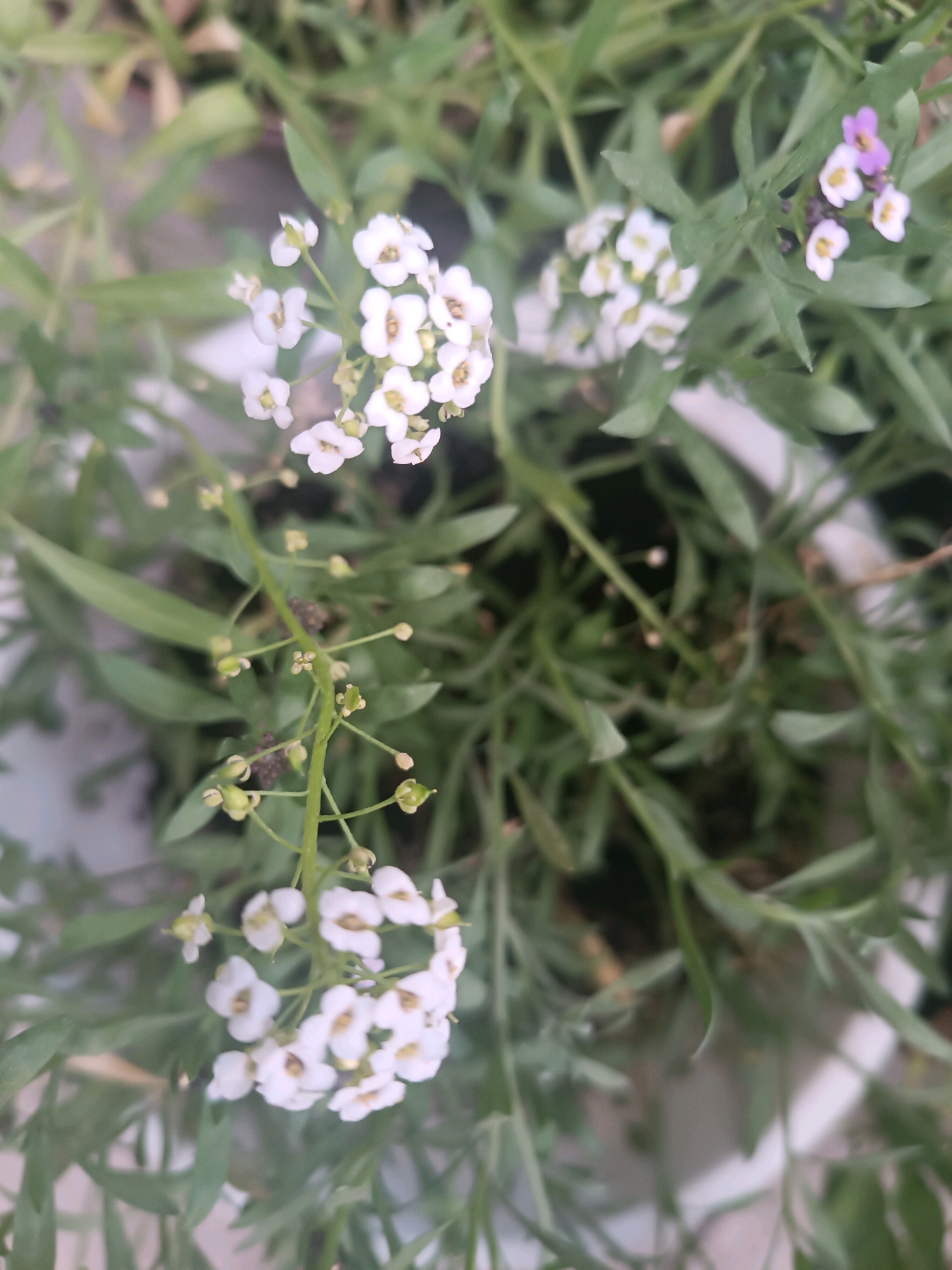 The image shows a close-up view of a cluster of small white flowers with a few purple flowers interspersed. The flowers are growing on thin green stems, surrounded by narrow, green leaves. The background is blurred, suggesting an outdoor setting. There are no people or identifiable structures visible. The image appears to have been taken in Kök-Oy, Kyrgyzstan, likely in a garden or natural setting given the presence of flowering plants.