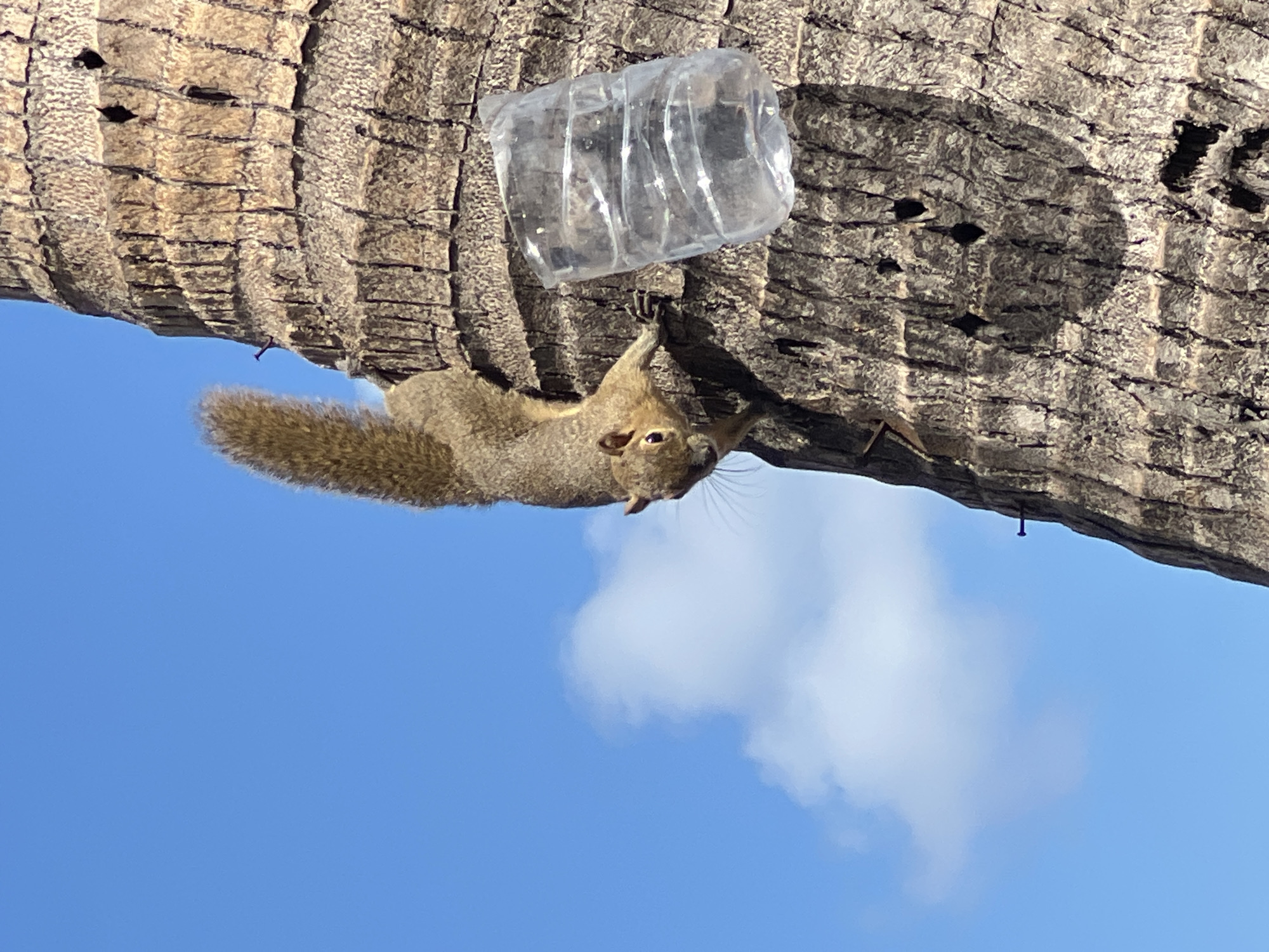 A squirrel is seen clinging to the rough bark of a palm tree in Kuta, Indonesia. The squirrel is oriented head-down, with its bushy tail extending upwards and to the left. Its front paws are reaching out, gripping the textured surface of the tree. To the right of the squirrel, a clear plastic bottle, partially filled with a liquid and appearing crushed, is attached to the tree trunk. The background consists of a bright blue sky with a few scattered white clouds. The scene suggests a natural habitat within an urban or resort setting, common in coastal areas like Kuta.