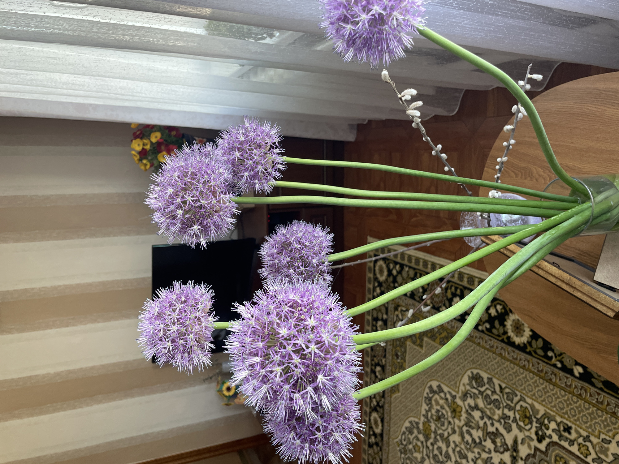 This media file, captured in Chulym, Russia, presents a vibrant floral arrangement in an indoor setting. The main subjects are several large, spherical purple allium flowers, characterized by their dense clusters of star-shaped florets and prominent white anthers. Each flower sits atop a long, thick green stem. These stems are gathered in a clear glass vase, which is partially visible at the bottom right. Interspersed within the arrangement are delicate branches of pussy willow, distinguished by their soft, fuzzy, light-colored catkins.
The background reveals a homely interior. To the left, there's a wall featuring a striped pattern, possibly wallpaper or blinds, with alternating horizontal bands of light beige and off-white. Against this wall, a dark, rectangular screen, likely a television, is partially visible. Further back, peeking from behind the blinds, is a small bouquet of red and yellow flowers, suggesting another decorative element or an adjacent space.
To the right of the floral arrangement, a smooth, wooden table or furniture surface is present. Below this, an ornate patterned rug covers the floor. The rug showcases intricate floral and geometric designs in shades of beige, black, and gold/yellow. The overall lighting suggests an indoor scene, likely during the day, creating a calm and decorated atmosphere. There are no people visible, and no specific activity is taking place beyond the display of the flowers. No visible text is present in the image.