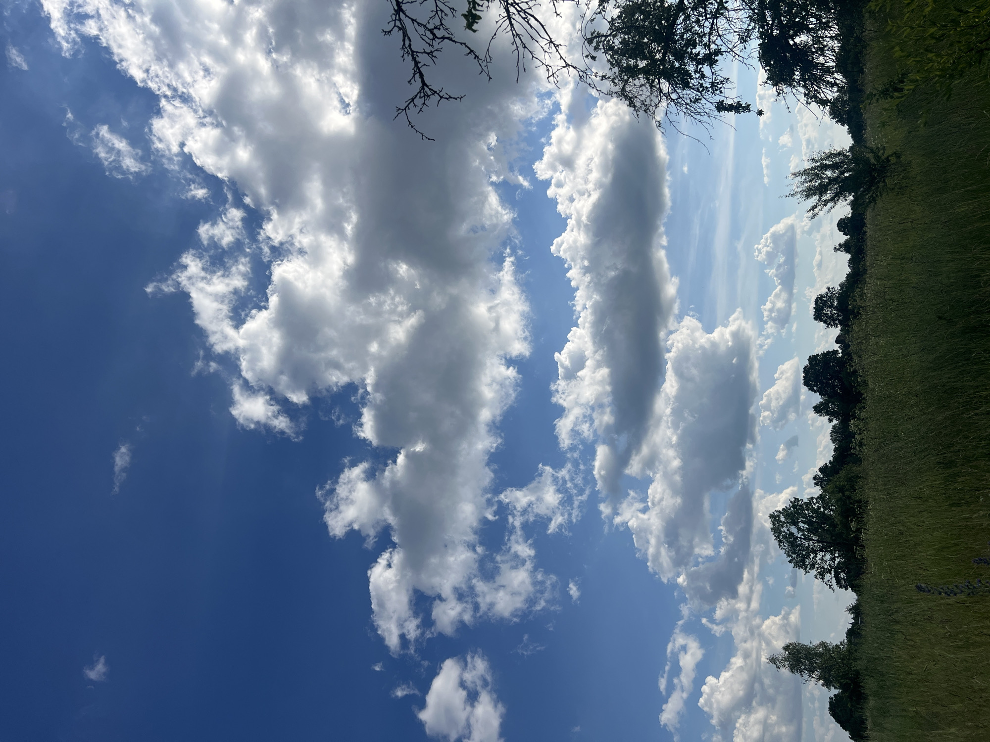 The image depicts a wide, verdant meadow under a vast blue sky filled with dramatic, puffy white clouds. The meadow is tall with grasses and wildflowers, and a line of diverse trees forms a dark silhouette against the horizon. On the right side of the frame, a silhouetted tree branch with sparse leaves extends from the upper right corner, partially obscuring the sky. The lighting suggests it is daytime, with the sun illuminating the clouds and casting shadows on the ground. The scene is natural and rural, with no visible signs of urban development or human activity.