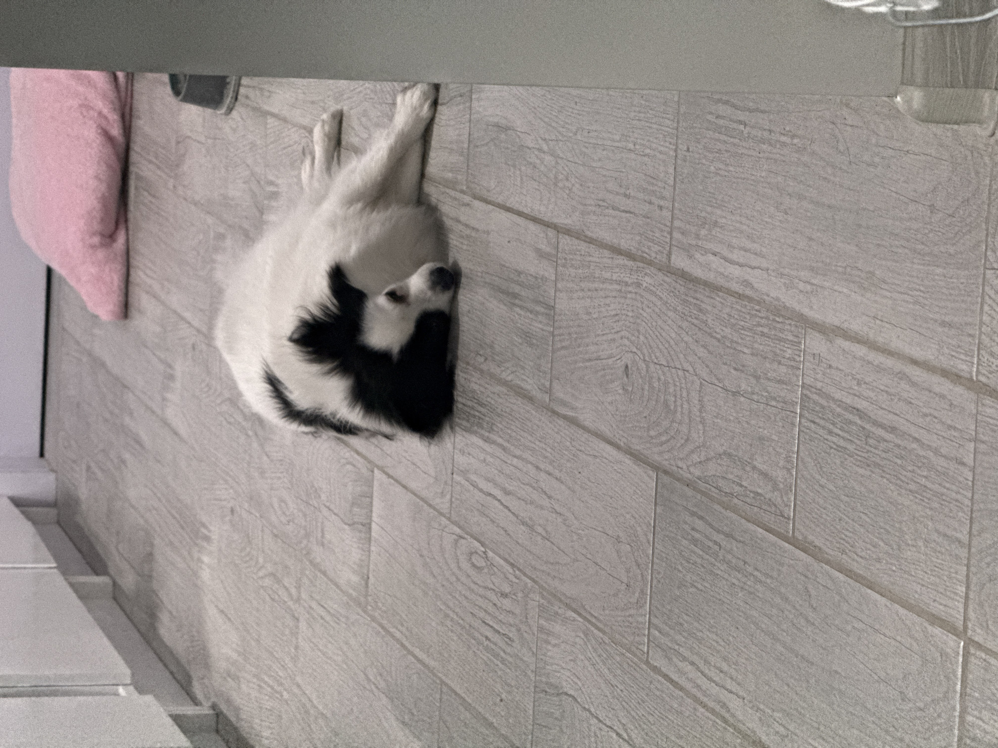 A medium shot angled vertically shows a black and white dog lying on a light gray wood-look tiled floor. A pink pillow is to the left of the dog. A gray countertop overhangs the scene at the top. A white shelving unit is visible on the lower left. A clear glass jar is visible in the top right corner. The location is not identified.