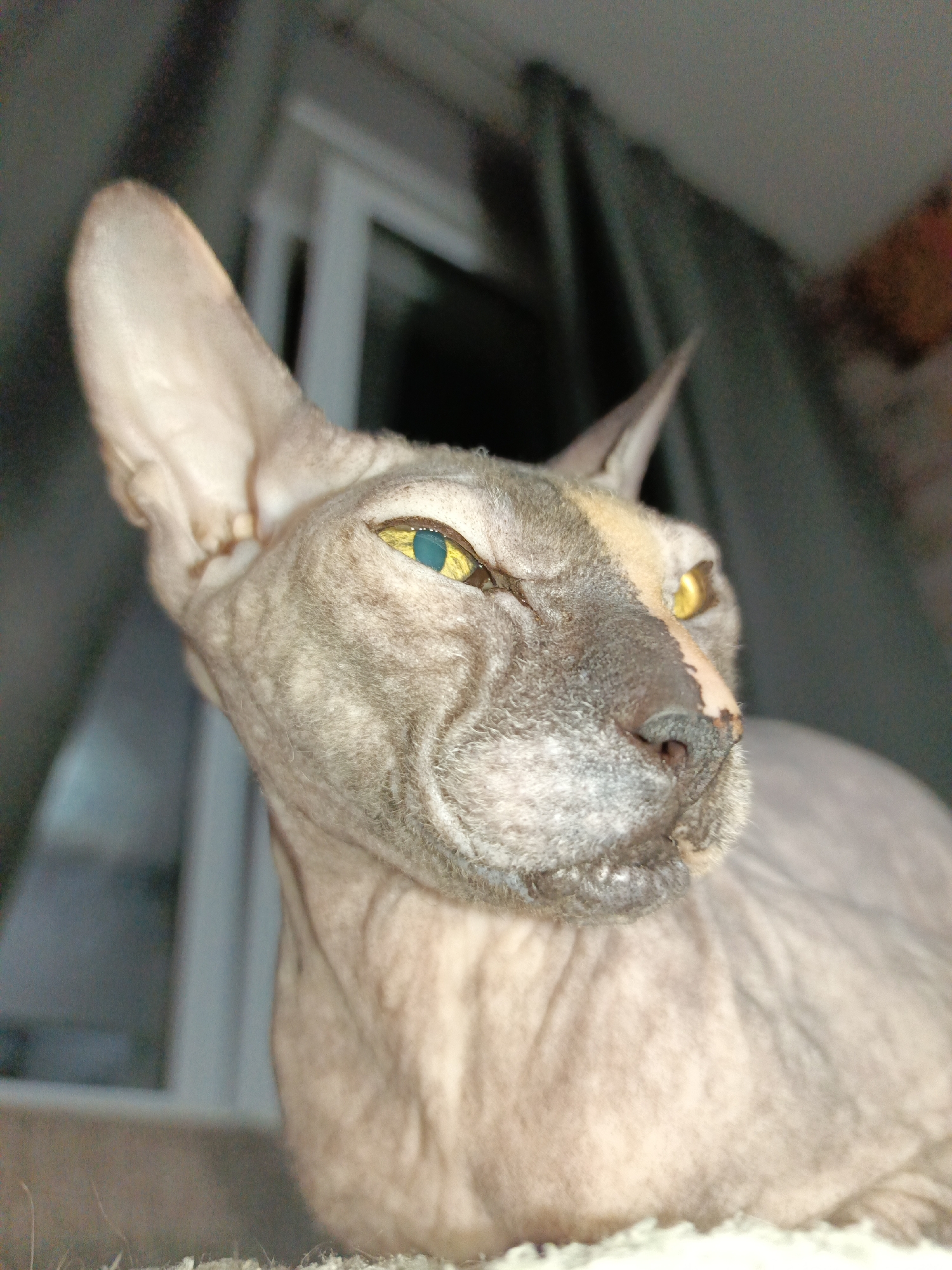 A close-up, eye-level photograph depicts a Sphynx cat in what appears to be an indoor residential setting in the city of Марковский, Russia. The cat, the primary subject, is positioned with its head turned to the viewer's left, slightly upwards. Its hairless skin is predominantly greyish-tan, displaying visible wrinkles, particularly around the face. A distinct lighter tan or pale orange patch covers a portion of its forehead and extends over the bridge of its nose, which is dark grey/black with a reddish-brown discoloration at its base. The cat's large, upright ears are prominent. Its eyes feature striking luminous yellow irises with vertically elongated, turquoise-blue pupils. The cat's expression is intense, with eyes slightly narrowed. The foreground shows a partial view of a light-colored, textured surface, likely a blanket or pet bed. The background is blurred, revealing a vertical white or light-colored window or door frame to the left, and dark grey fabric or curtains to the right, indicating an interior space.