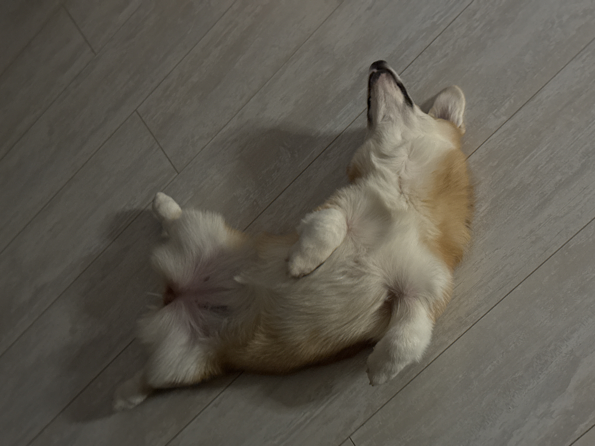 A medium-shot captures a corgi dog lying on its back on a wood-like floor. The dog's underside is visible, its paws are positioned upwards, and its head is tilted back. The floor consists of pale-colored planks arranged horizontally. There is no indication that this image was taken in the city of Chaikovsky, Russia.