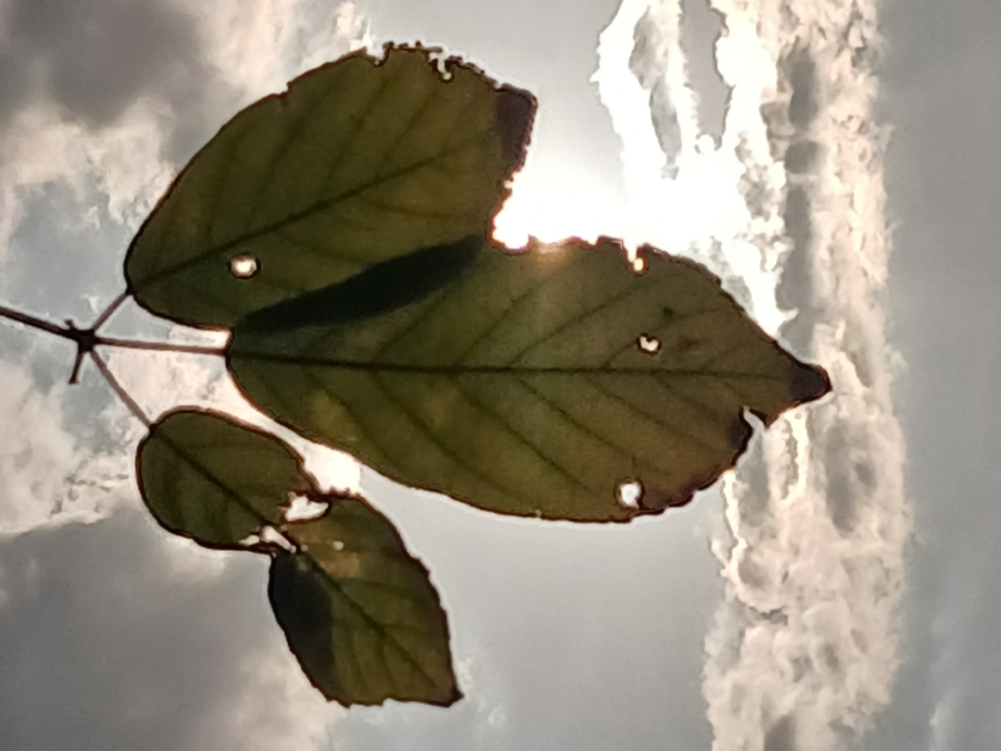 The image presents a close-up, upward view of three leaves backlit against a bright, cloudy sky, captured in Ciudad Guayana, Venezuela. The scene is outdoors and appears to be set during daytime, likely late morning or afternoon, given the intense sunlight.
The main subjects are a cluster of three leaves, possibly from a tree or shrub. The leaves are predominantly dark green to brownish-green due to the strong backlighting, which silhouetted them against the sky. The largest leaf occupies the upper right portion of the frame, with two smaller leaves extending from a shared stem towards the lower left. Notable details of the leaves include visible veins and several irregular perforations and ragged edges, suggesting natural wear, insect damage, or decay. The strong backlighting creates a striking halo effect around the edges of the leaves, where the light shines through their translucent margins and the small holes, making them glow.
The background consists of a dynamic sky filled with bright white and light grey clouds. Intense sunlight pierces through gaps in the clouds and around the leaves, creating areas of brilliant white light. The overall mood is one of natural serenity, emphasizing the interplay of light and shadow in a botanical setting. There are no people visible, nor is there any discernible text within the image.