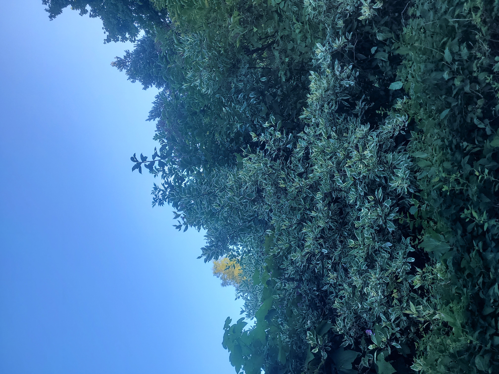The image shows a dense canopy of green foliage against a clear, bright blue sky. The trees and bushes are lush and varied in texture and color. In the foreground, there is a thick growth of dark green leaves, with some lighter, variegated leaves showing through in the midground. Towards the top of the frame, the foliage thins out, revealing more of the sky. A single tree with yellowing leaves is visible in the distance, peeking through the green canopy. The lighting suggests it is daytime, possibly late afternoon or early morning, given the soft quality of the light. The scene appears to be in a natural setting, likely a park or a densely vegetated area within a city. There are no people or animals visible in the image. The location in Gävle, Sweden is not discernible from the visual elements alone.