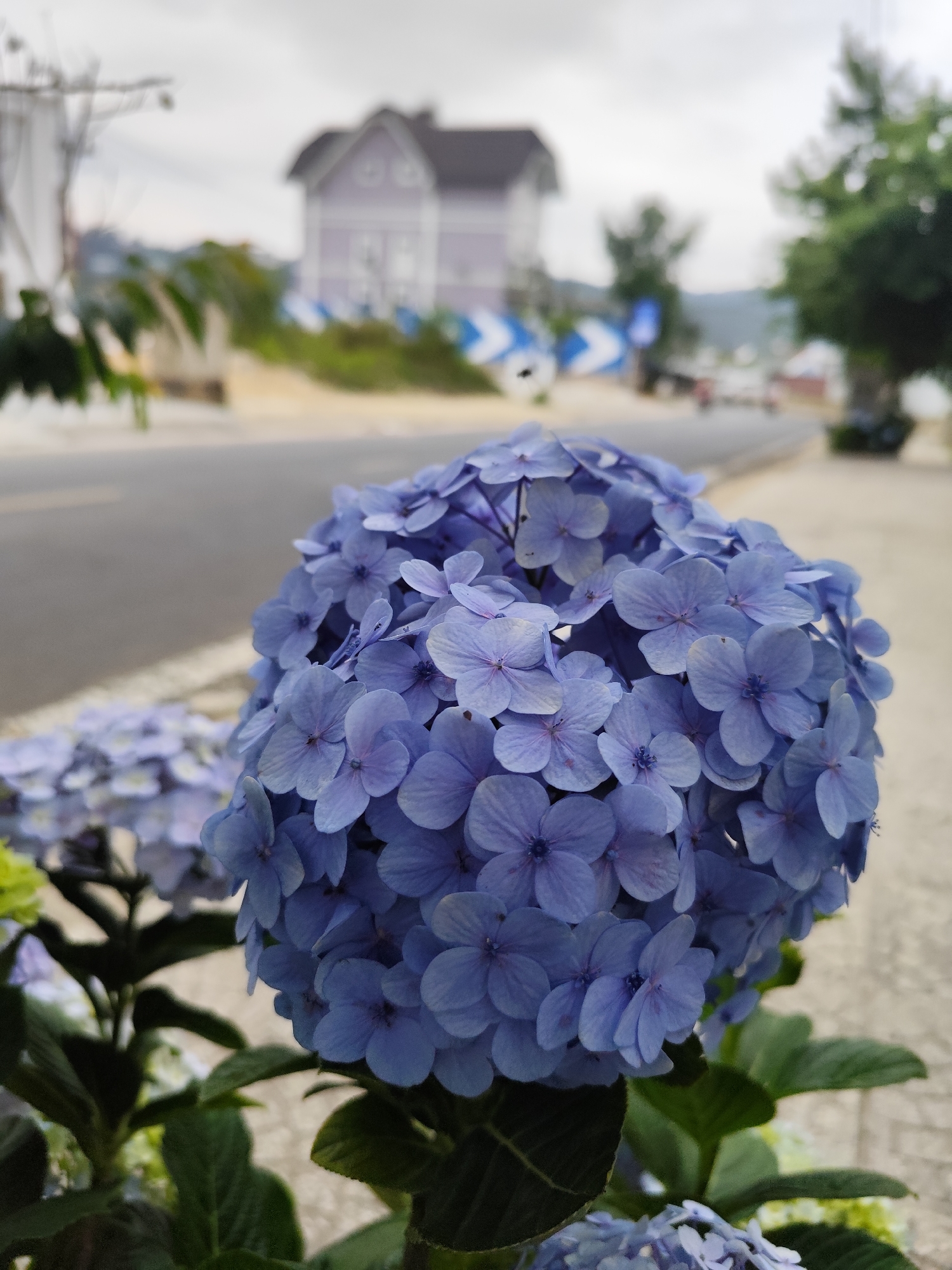 A close-up, eye-level shot captures a large, round cluster of blue hydrangea flowers in full bloom. The blossoms are densely packed, creating a spherical shape. Green leaves are visible at the base of the flower cluster. In the blurred background, a street with a gray concrete sidewalk is visible. Across the street, a purple two-story house stands out. A blue and white striped traffic sign is positioned on the side of the road. A tree is on the right side of the road. The sky is overcast. The image appears to have been taken in Da Lat, Vietnam.
