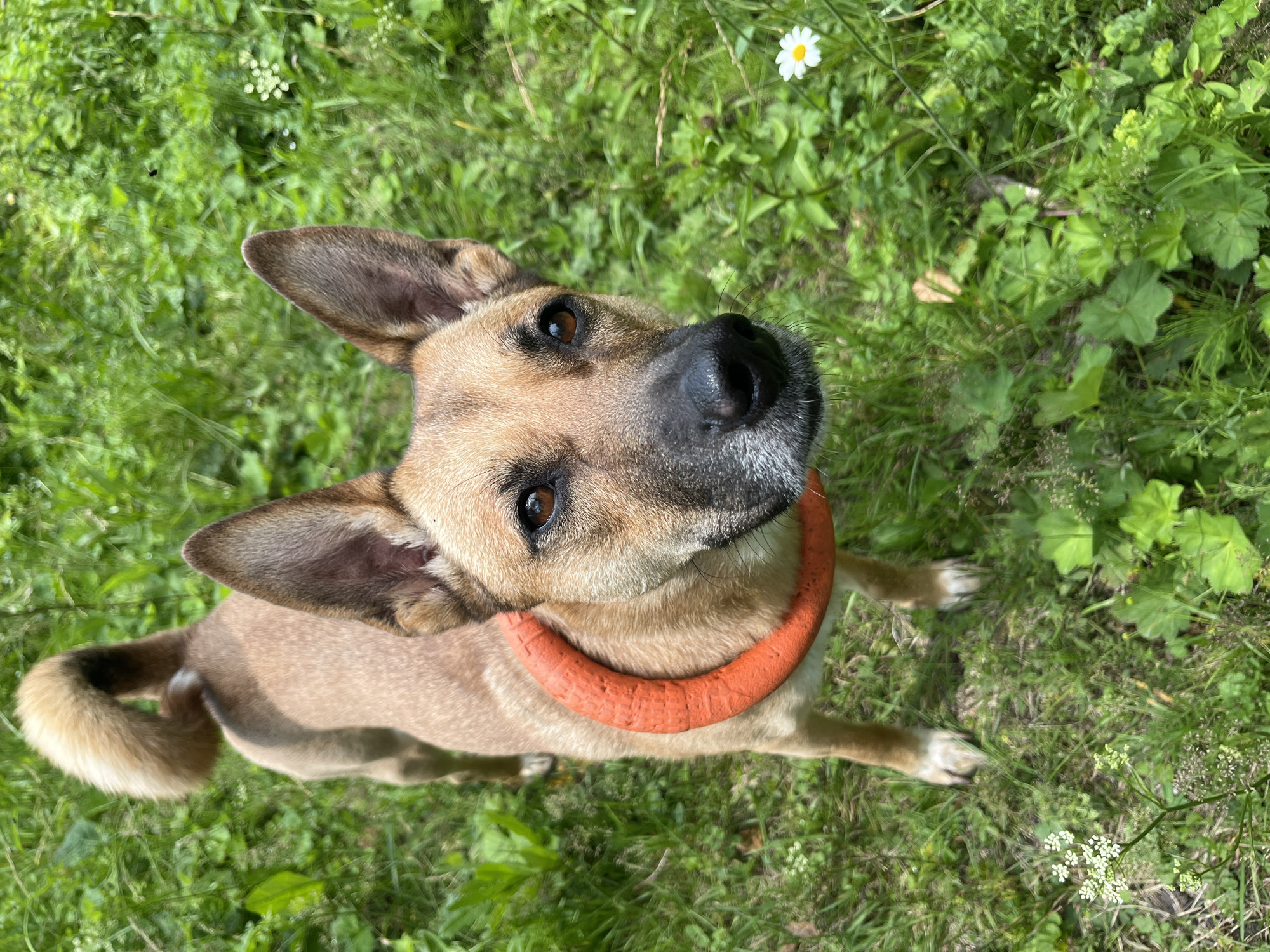 A tan dog with large ears and an orange ring around its neck stands in a grassy area. The dog is looking directly at the camera. The grass is green and lush, with some small white flowers scattered throughout. The background is blurred, but appears to be more green foliage. This image was not taken in Nizhny Tagil, Russia.