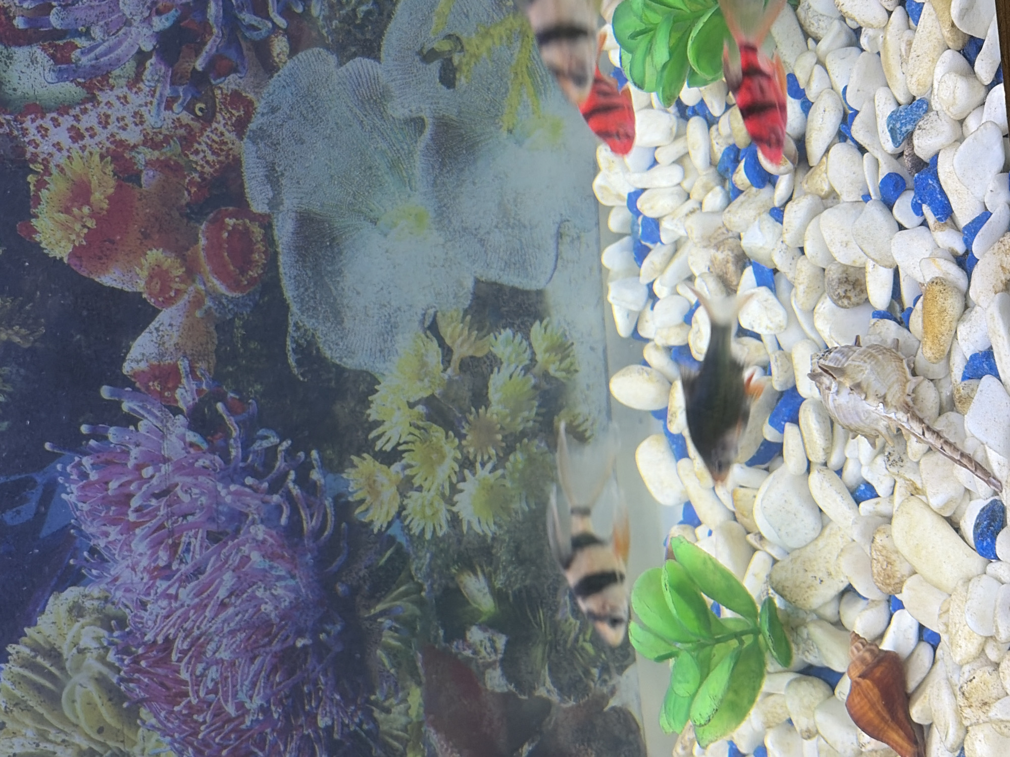 This is a close-up, eye-level photograph of the interior of a freshwater aquarium. The foreground is filled with a variety of smooth, rounded pebbles, predominantly white with scattered blue stones and some light tan or beige stones. Two decorative artificial plants, one vibrant green and the other a lighter green, are partially visible, emerging from the pebbles. Several seashells and a dried crustacean shell are scattered amongst the stones.
In the mid-ground, several fish are swimming above the pebble substrate. One fish is predominantly black with some orange fins. Another fish has distinct black stripes on a lighter body. A third fish, mostly obscured, appears to be red with black stripes.
The background of the aquarium is densely populated with artificial aquatic decorations. These include formations resembling coral or anemones in shades of purple, yellow, and white. Some of these appear layered and textured, creating a sense of depth within the tank. The overall lighting suggests an illuminated aquarium.
The image does not contain any elements that would allow for the identification of a specific location within the city of Shymkent, Kazakhstan, or any other city. There are no discernible human figures or activities. The scene is entirely focused on the contents of the aquarium.