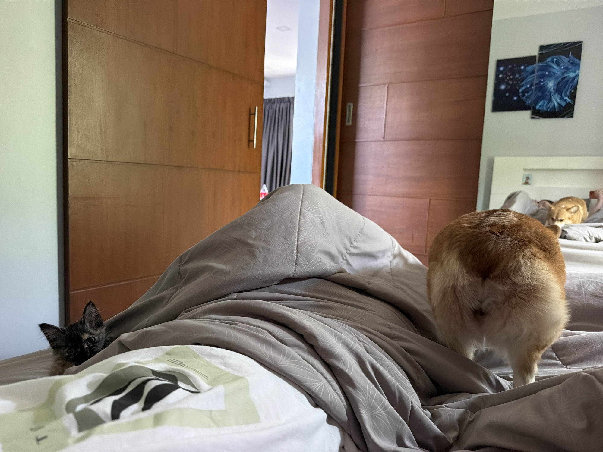 The image depicts an indoor scene, likely a bedroom, with a focus on a bed covered in gray bedding. In the foreground, a portion of a person's leg, covered by the duvet, is visible, creating a peak. To the left, a small, dark-colored kitten with pointy ears peeks out from under the bedding, its eyes focused on the viewer. To the right and slightly behind the person's leg, the hindquarters of a fluffy, light brown and white dog, likely a Corgi, are prominent as it stands facing away from the camera. The dog's tail appears to be tucked. In the background, a wooden door is ajar, revealing a glimpse of another room with dark curtains and a small red object on the floor. Further in the background, a white headboard of a bed is visible, with two framed abstract paintings featuring blue and white elements hanging on the wall above it. Another animal, possibly a cat or small dog, is partially visible on this bed, lying down and appearing to be a light brown color. The overall environment suggests a domestic setting. The image is taken from a low angle, looking towards the foot of the bed and into the room. No specific landmarks or features indicate the location in Rawai, Thailand, beyond it being an indoor domestic scene.