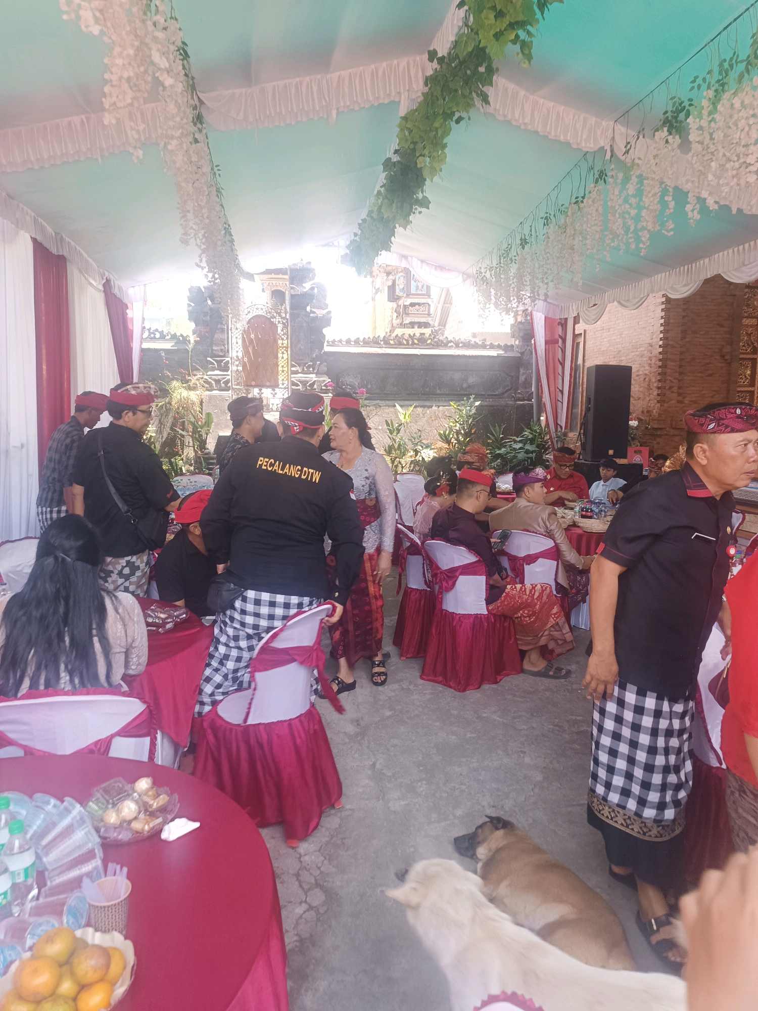 In Penebel, Indonesia, a gathering takes place under a light blue canopy adorned with white artificial flowers and green vines, creating a festive atmosphere. Several tables are covered with red cloths, set with chairs and some food items. A group of people, predominantly men, are dressed in traditional Balinese attire, including sarongs and headbands. One man in the foreground wears a black shirt with the text "PECALANG DTW" on the back. Some individuals are seated at the tables, while others are standing and interacting. Two dogs are present on the ground, one light-colored and one brown. The background reveals more of the tent structure, brick walls, and traditional Balinese architectural elements. The lighting suggests it is daytime, with sunlight filtering through the canopy.