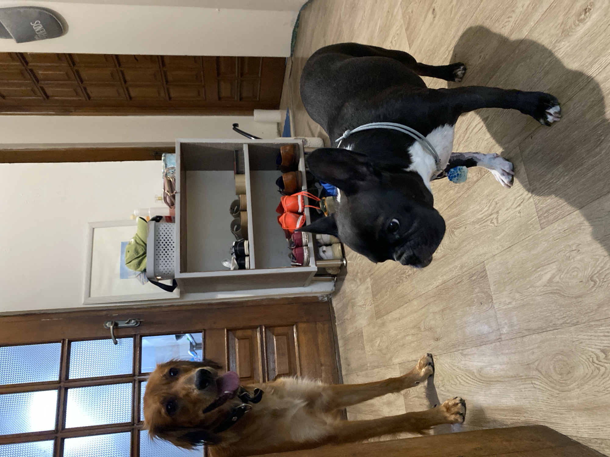 This image shows two dogs standing on a wooden floor inside a home. A medium-sized, golden-colored dog with its tongue out is standing to the left, facing the viewer. To the right, a black and white French bulldog is also facing the viewer, with its head lowered. In the background, there is a white shelving unit with shoes and a basket on it, a wooden door, and a glass-paneled door. The overall scene appears to be a domestic interior. The location in Batumi, Georgia is not discernible from the image.