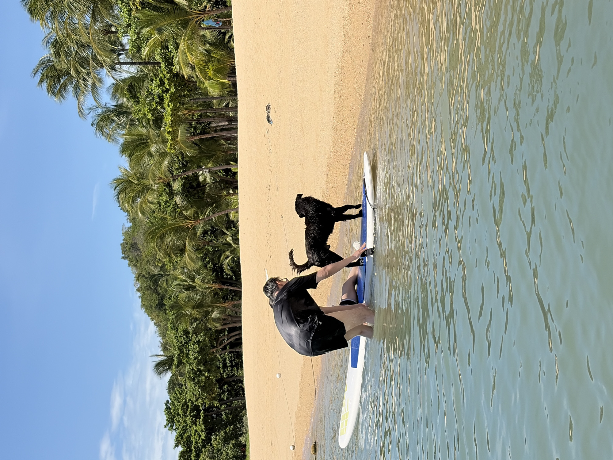 In the shallow, clear turquoise water off a sandy beach in the Ko Samui District of Thailand, a person wearing a black wet suit and black shorts stands knee-deep. They are assisting a black dog that is partially on a white and blue paddleboard. The dog faces away from the viewer. Behind them, a golden sandy beach is lined with lush green palm trees and dense vegetation. The sky above is a clear bright blue with a few wispy white clouds.