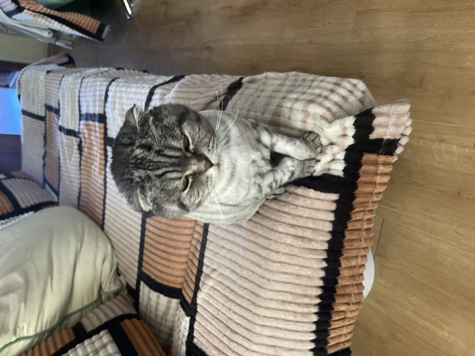 A gray tabby cat with folded ears sits on a couch covered with a patterned blanket. The cat is looking down with its paws tucked in. The couch has a beige and brown striped pattern with black accents. In the background, part of a bed is visible, also covered with a similar blanket, and a wooden floor. The lighting suggests it is indoors during the daytime.