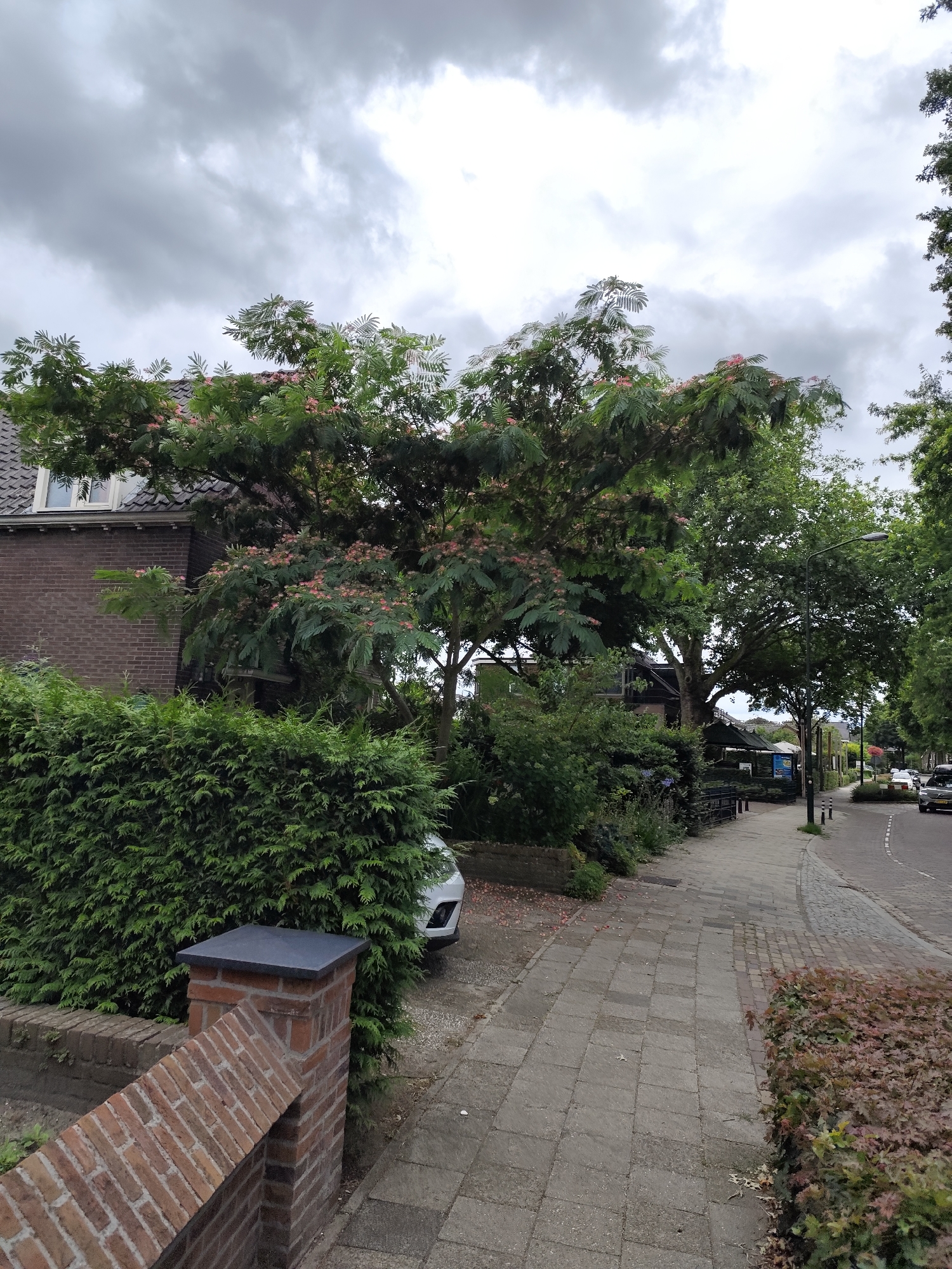 A residential street scene in Schaijk, Netherlands, features a sidewalk paved with concrete slabs. A large tree with delicate pink flowers and feathery green leaves dominates the foreground, casting shadows on the sidewalk. Adjacent to the sidewalk is a brick wall with a brick pillar topped with a flat grey cap. Behind the wall, a neatly trimmed green hedge is visible, with a white car parked beyond it. Further down the street, more trees line the sidewalk, and houses are visible behind them. The sky is overcast with grey clouds, suggesting a cloudy day. There are no people visible in the frame.