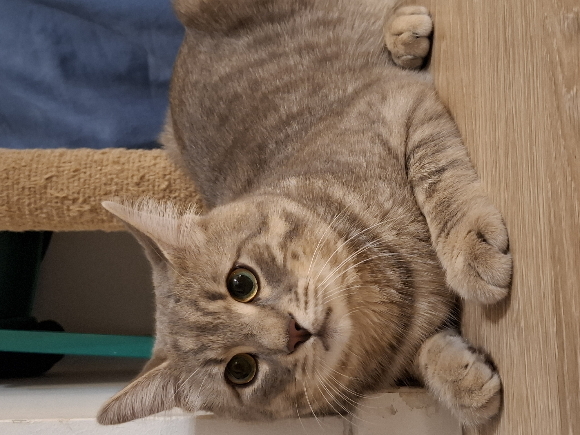 A domestic shorthair cat with tabby markings and green eyes is lying on a wooden floor. The cat is positioned in the foreground, with its body facing towards the right of the frame. Its paws are tucked underneath its body. The background includes a portion of a cat tree with a beige scratching post, a dark green vertical object, and a blue cloth. The scene appears to be indoors, within a residential setting. There is no indication of the location in Zemun Urban Municipality, Serbia.