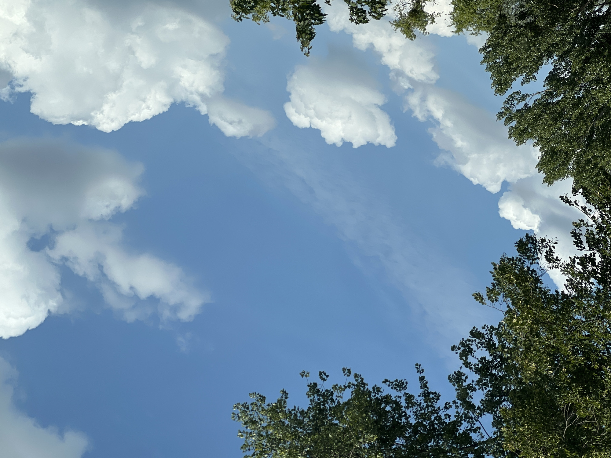The image shows a bright blue sky with scattered white clouds. Green foliage from trees frames the upper left and lower left portions of the image. The bottom edge of the image also shows the tops of several trees. There are no people or man-made structures visible in the frame. The scene appears to be an outdoor environment on a clear day, possibly in a park or a residential area with mature trees. The specific location in Warsaw, Poland, cannot be determined from the visual information presented.
