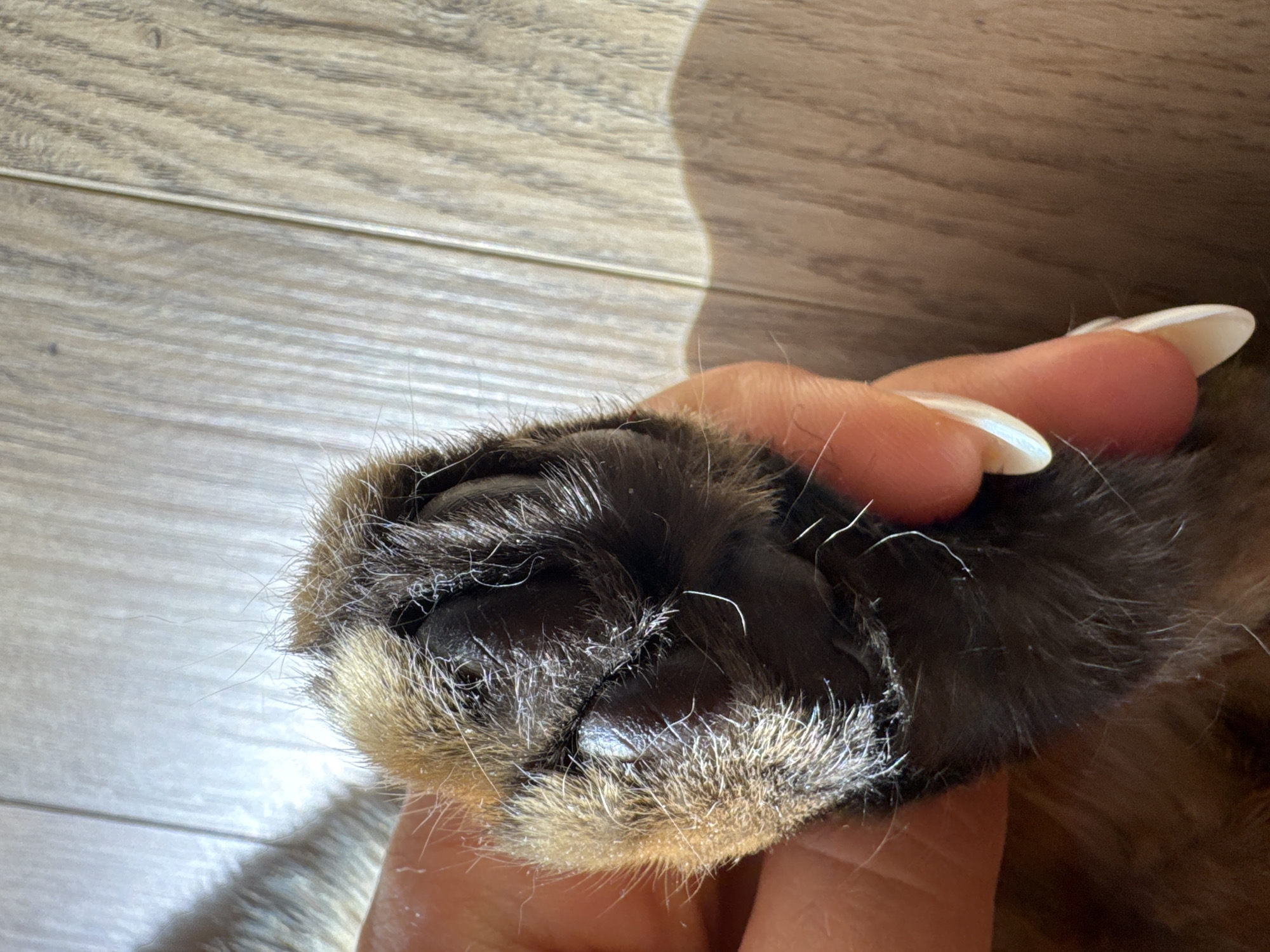 A close-up image shows a human hand holding a cat's paw. The cat's paw is predominantly dark brown with lighter tan fur at the tips. The paw pads are dark and glossy. The hand holding the paw has long, light-colored fingernails. The background shows a wooden floor with a light-colored wood grain pattern. There is a shadow cast on the floor near the hand and paw.