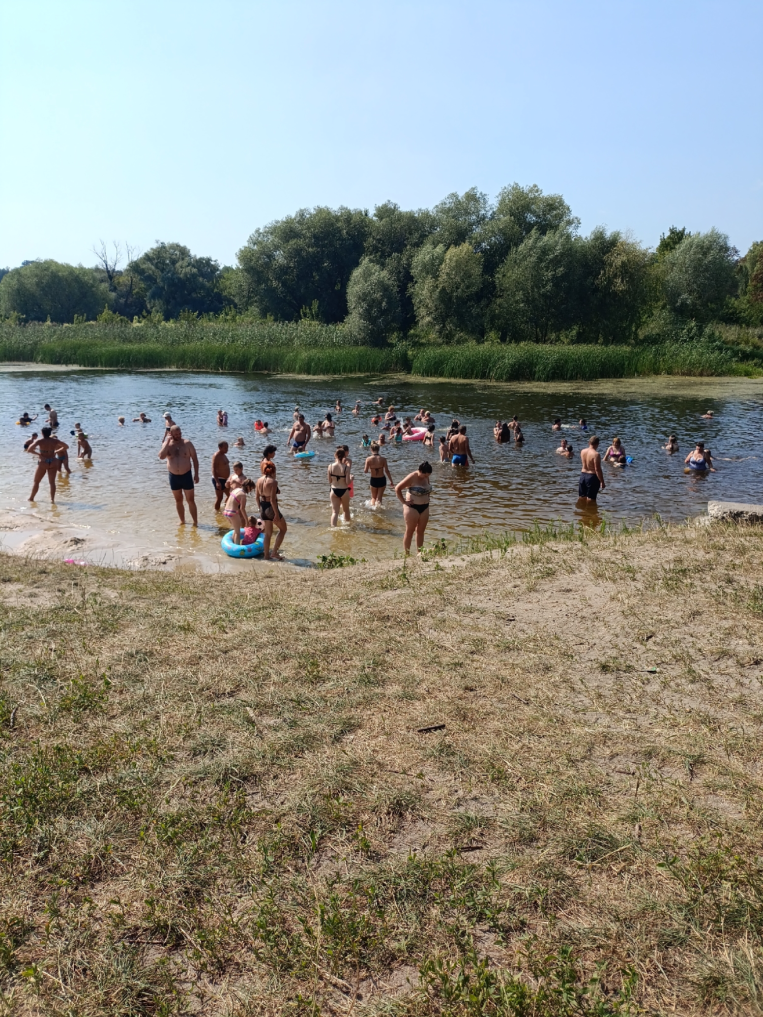 The image depicts a crowded scene of people swimming and wading in a shallow body of water, likely a river or lake. The water is calm and reflects the clear blue sky above. A sandy bank with dry grass leads into the water where numerous individuals, including men, women, and children, are engaged in recreational activities. Some are standing, others are partially submerged, and a few are using inflatable rings for flotation. The background is characterized by a dense line of green trees and reeds, suggesting a natural, possibly rural or park-like setting. The overall impression is one of a popular spot for summer recreation. Based on the context of Romny, Ukraine, this scene is likely at one of the local beaches or designated swimming areas along the Sula River.