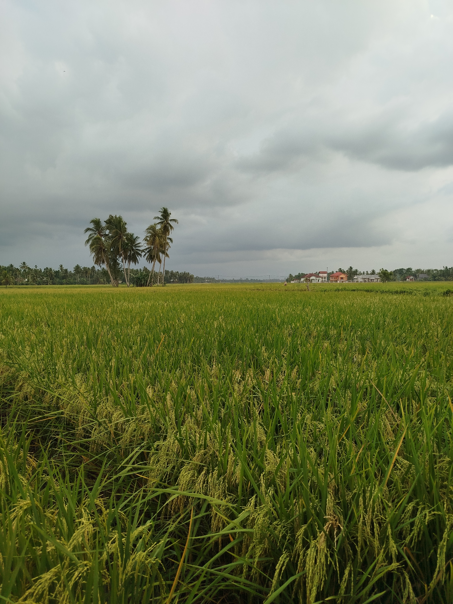 The image depicts a wide, green rice paddy field under a cloudy sky in Tanjonghajimuda, Indonesia. In the distance, several palm trees are clustered on the left side of the field. A row of houses is visible further in the background on the right. The rice stalks in the foreground are dense and appear almost ready for harvest.