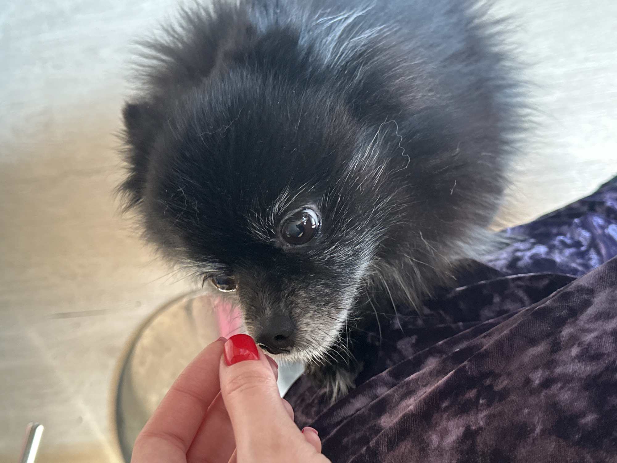 A black Pomeranian dog with slightly graying muzzle is the primary subject of the image. The dog is looking down at a hand holding a small, red object, presumably a treat. The hand has red nail polish. The background shows a soft, dark purple fabric, likely clothing, and a glimpse of a light-colored floor or surface. The scene is lit softly and naturally. No indication of the city of Chaikovsky or its locality is present.