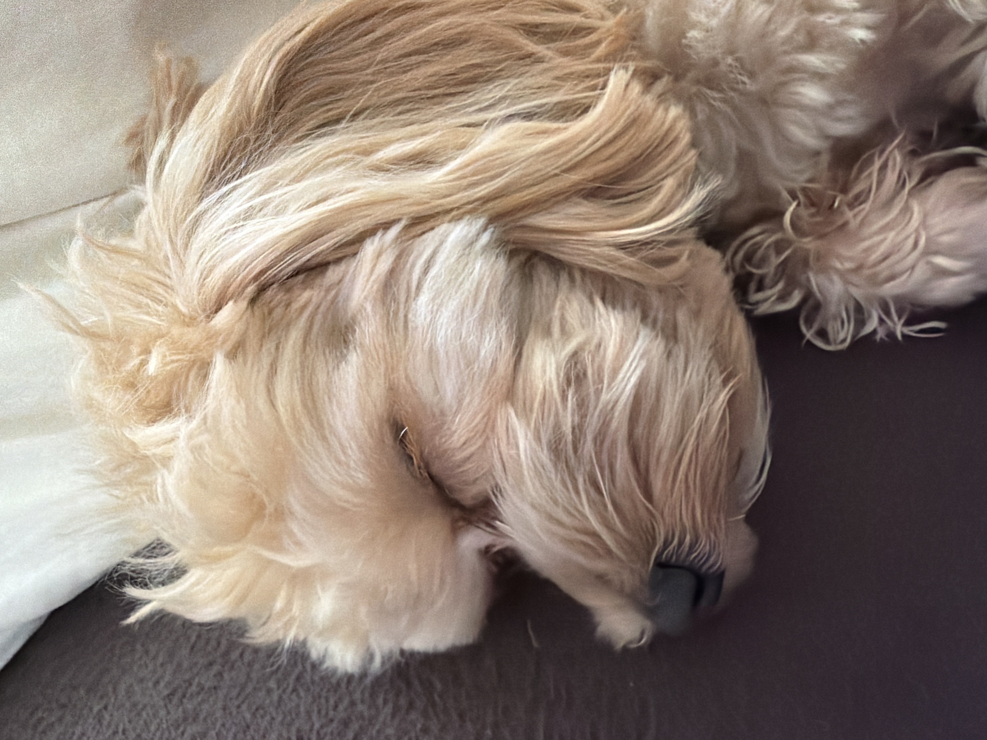 A close-up shot features a light brown dog sleeping on a dark brown surface, likely a couch or chair. The dog's fur is long and flowing, partially obscuring its face. The snout is visible, and a portion of the dog is resting on a white cushion or pillow. The background is out of focus, but it seems to be an indoor setting. No indications suggest the city of Moscow, Russia.