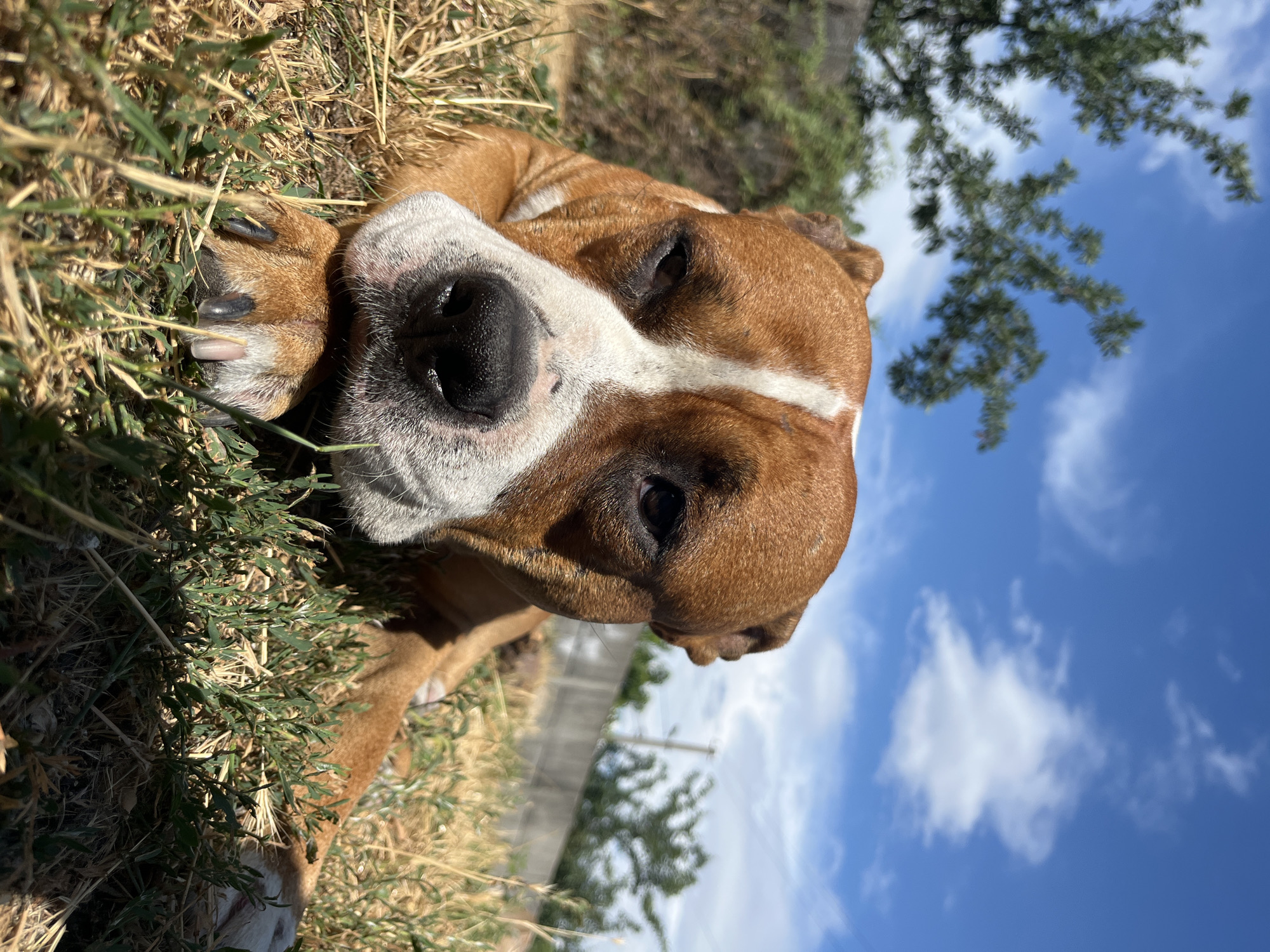 An American Staffordshire Terrier dog rests on dry grass in an outdoor area. The dog is light brown and white with a white stripe down its nose. The dog's eyes are partially closed, and its paws are tucked underneath its head. The background consists of a fence, trees, and a blue sky with white clouds. The image was taken on a sunny day.