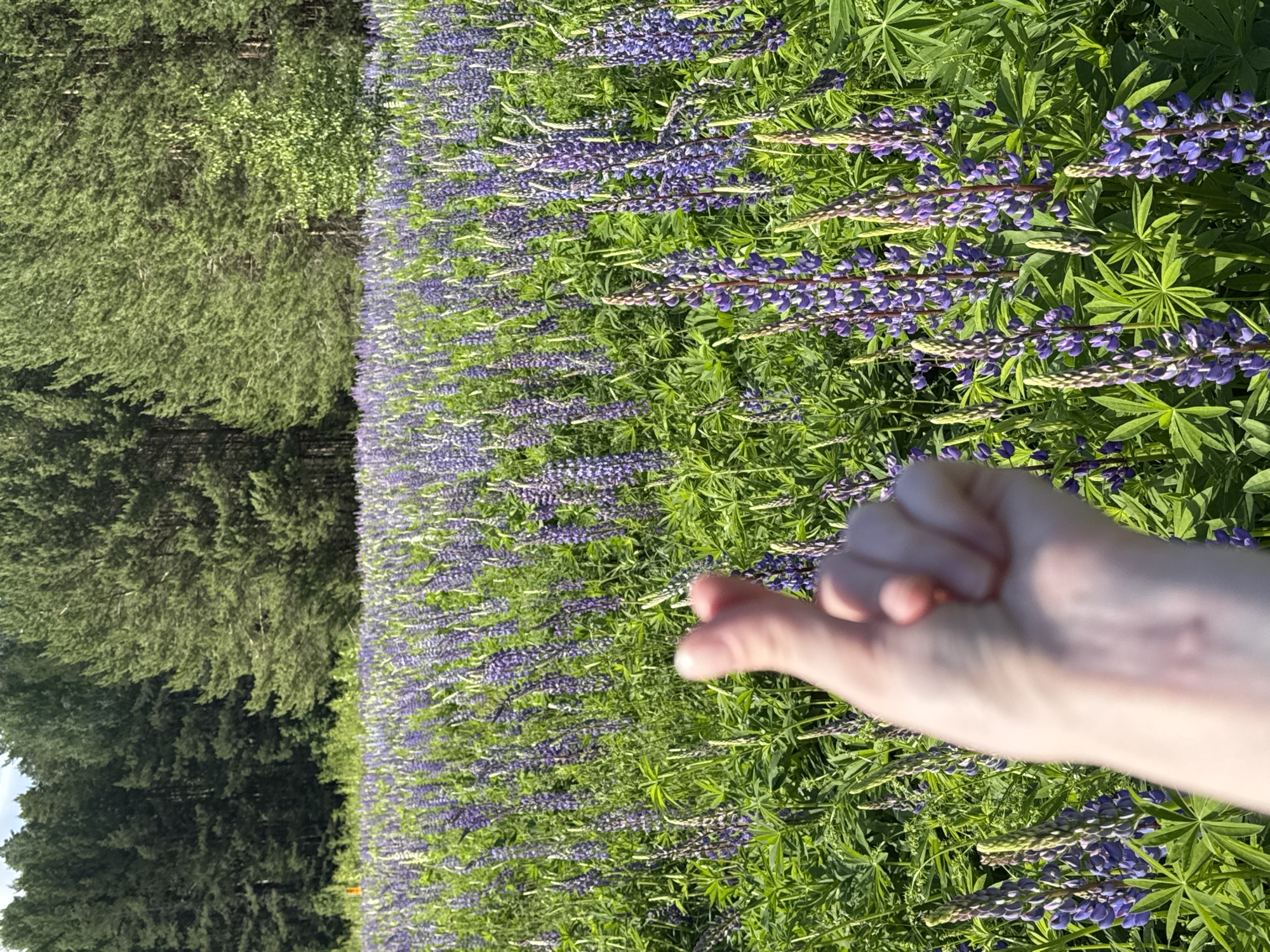 The image displays a sprawling field of vibrant purple lupine flowers situated near Chaikovsky, Russia. In the lower-center-right foreground, a human hand, out of focus, performs a Korean finger heart gesture with the thumb and index finger. The field is densely populated with mature lupine plants, showcasing numerous upright inflorescences in shades of purple and lavender, accompanied by bright green palmate leaves. A dense forest line, consisting mainly of tall coniferous trees and some deciduous foliage, forms the background. The scene is illuminated by natural daylight.
