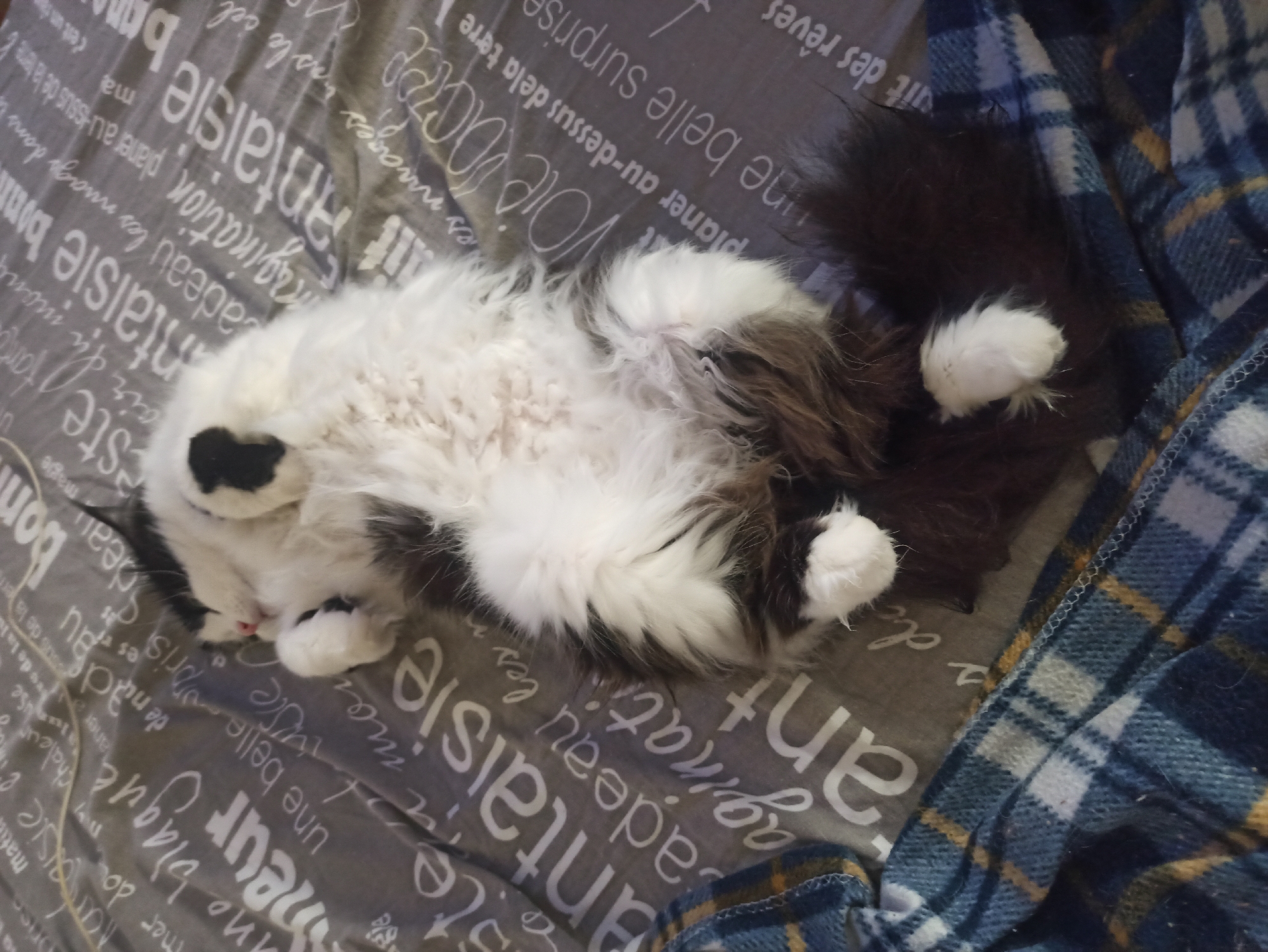 A fluffy black and white cat is captured in a top-down view, sleeping or resting on its back on a grey patterned sheet. The cat's white belly is exposed, and its paws are curled up, indicating a state of deep relaxation and comfort. Its fur is visibly soft and thick, with a distinct black, somewhat heart-shaped marking under its chin. The cat's nose is pink, and its eyes are closed.
The setting appears to be indoors, likely a bedroom or living room. The grey sheet beneath the cat is covered with French text in white, resembling a decorative print. Phrases visible include "fantaisie" (fantasy), "cadeau" (gift), "imagination," "planer au-dessus de la terre" (to float above the earth), "une belle surprise" (a nice surprise), and "nuit des rêves" (night of dreams), among others like "chaleur" (warmth) and "bonheur" (happiness). A blue and yellow plaid blanket is draped over the right side of the bed or surface, adding a cozy element to the scene. The lighting is soft, contributing to the peaceful atmosphere. The cat appears utterly content and secure in its environment.