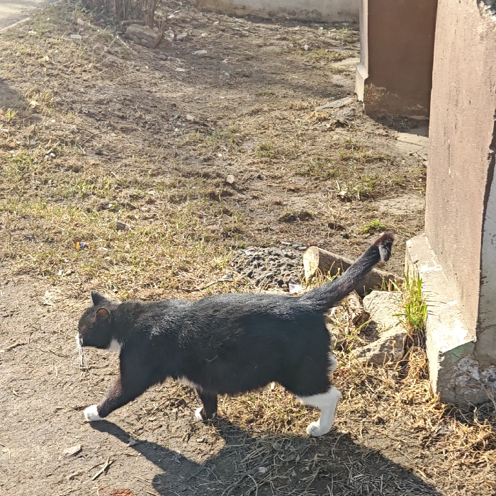 A black and white domestic short-haired cat is depicted mid-stride, moving from left to right across a sunlit, uneven ground surface in Rostov Veliky, Russia. The cat exhibits a predominantly black coat with distinctive white markings on its muzzle, chin, all four paws, and a patch on its underside. Its tail is held erect and slightly curled at the tip, featuring a small white anomaly or mark. The immediate ground consists of dry, compacted earth intermingled with sparse, dry grass, gravel, and scattered debris including small pieces of wood. Direct sunlight originating from the upper right casts a distinct shadow of the cat on the ground to its left. To the right of the frame, a segment of a light brown or beige concrete wall is visible, showing minor green and dark discoloration near its base. The background comprises further areas of disturbed ground with minimal vegetation and indistinct structural elements. No human subjects or interactions are present.