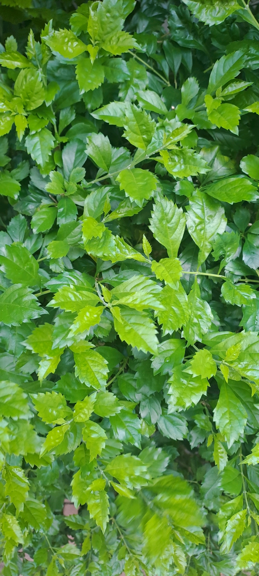 A close-up, vertical, full frame shot shows a dense cluster of vibrant green leaves from a bush. The leaves vary in size and shape, with some appearing pointed and serrated along the edges, while others are smoother and more oval. The foliage is lush and healthy, with a glossy sheen on many of the leaves, suggesting they are either freshly watered or naturally waxy. Sunlight catches some of the leaves, creating highlights and adding depth to the texture of the plant. The background is a blur of darker green leaves, indicating the density of the bush and a shallow depth of field. No people or man-made objects are visible. The image appears to be taken outdoors in a natural setting, possibly a park or garden within Hong Kong, China, given the tropical or subtropical climate required for such lush, green foliage.