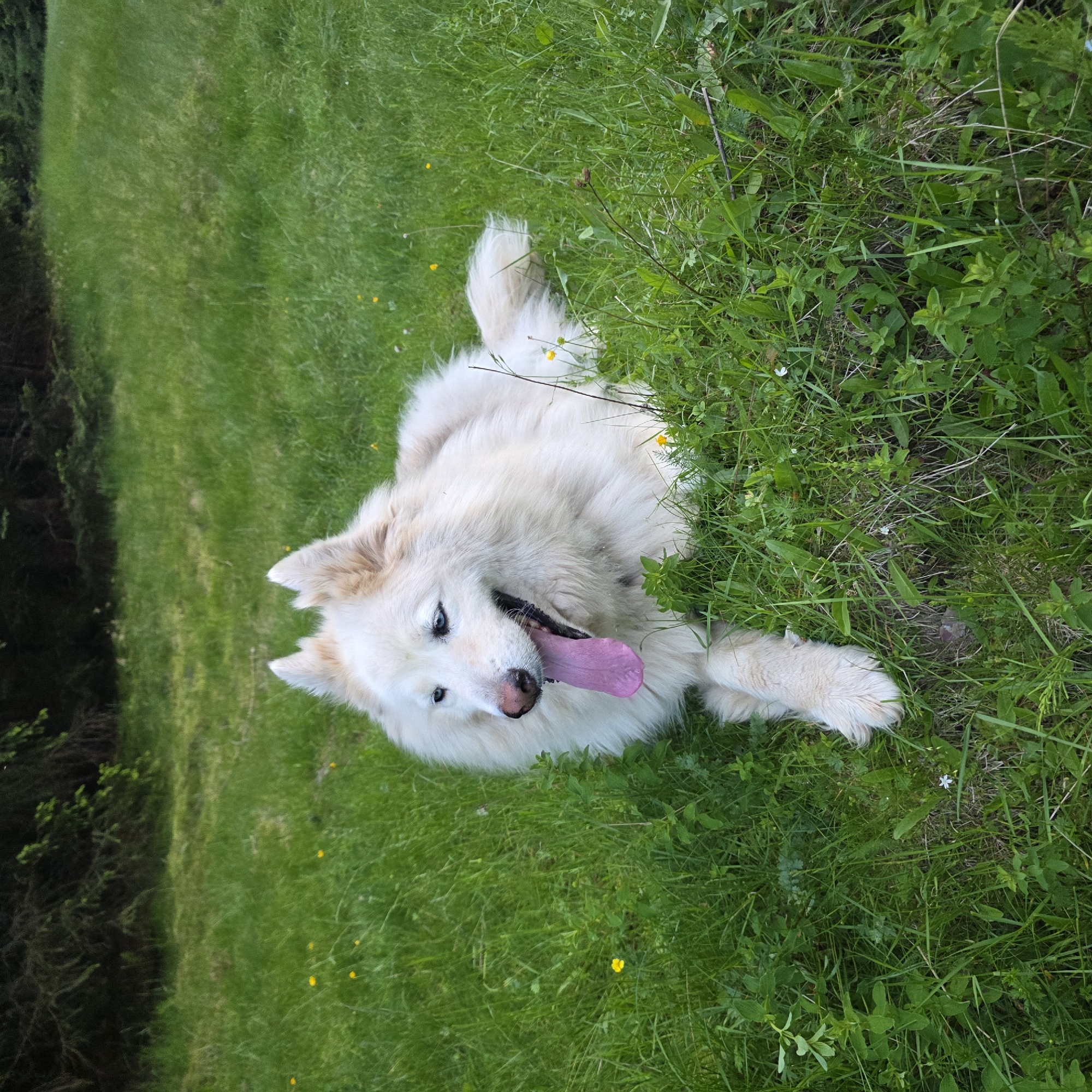 A fluffy white dog with blue eyes and its tongue hanging out lies in lush green grass. The dog is lying on its side, facing towards the left of the frame. Behind the dog, there is a dark green area of trees and foliage, suggesting an outdoor, natural setting. Small yellow flowers are scattered throughout the grass in the foreground and midground. The scene appears to be a park or a meadow.